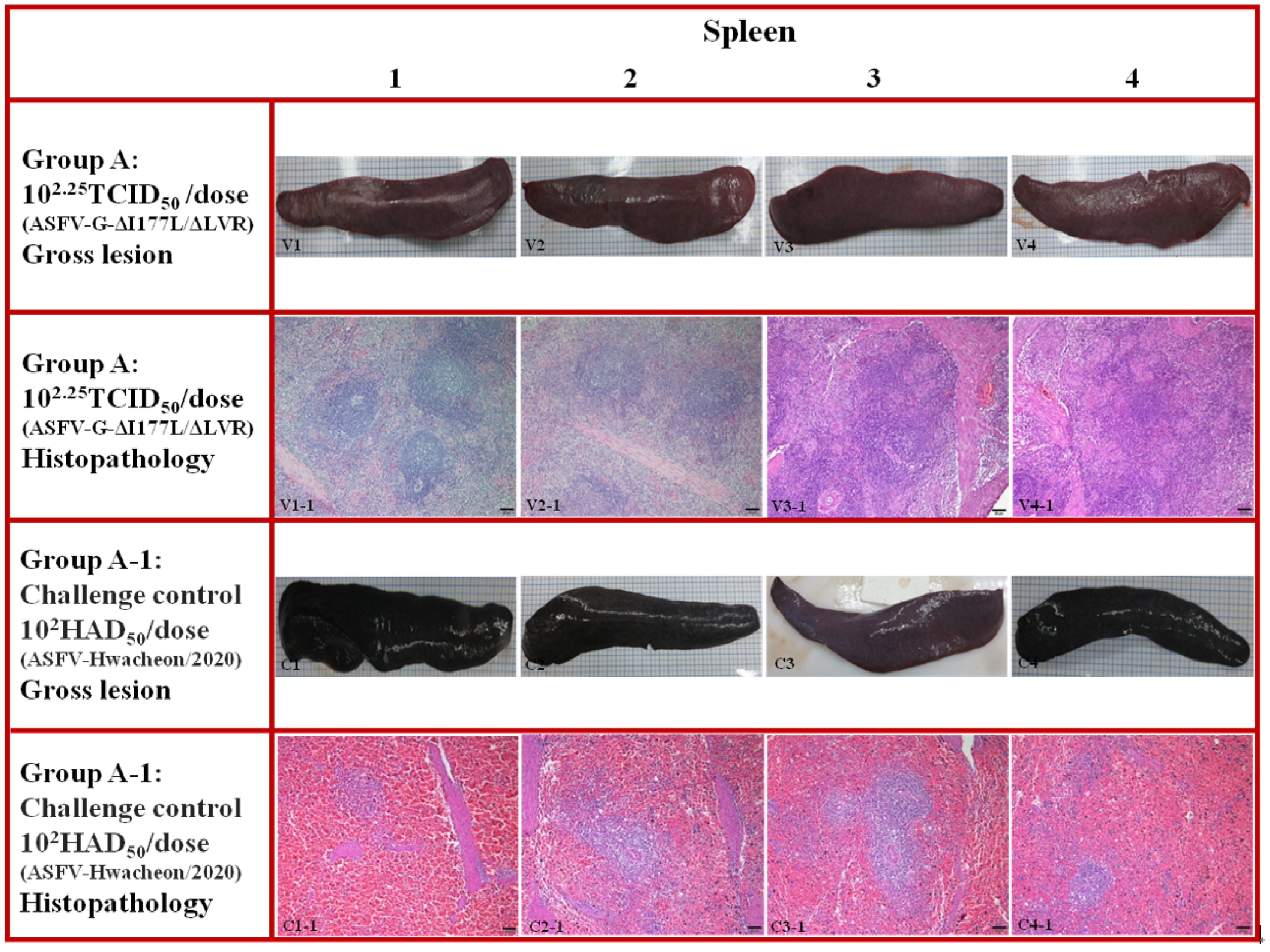 Animals 15 00473 g003