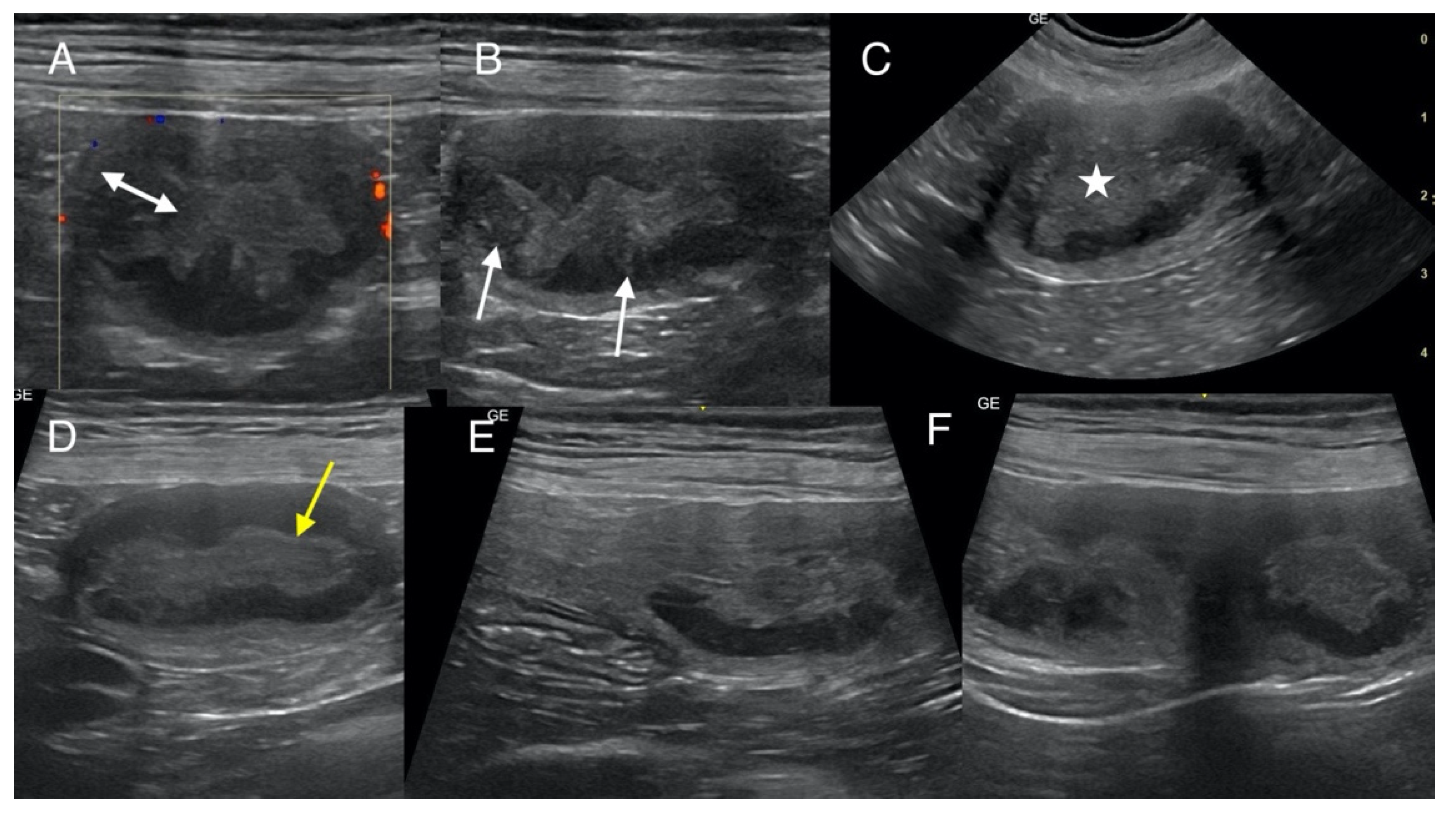 Animals 15 00479 g001