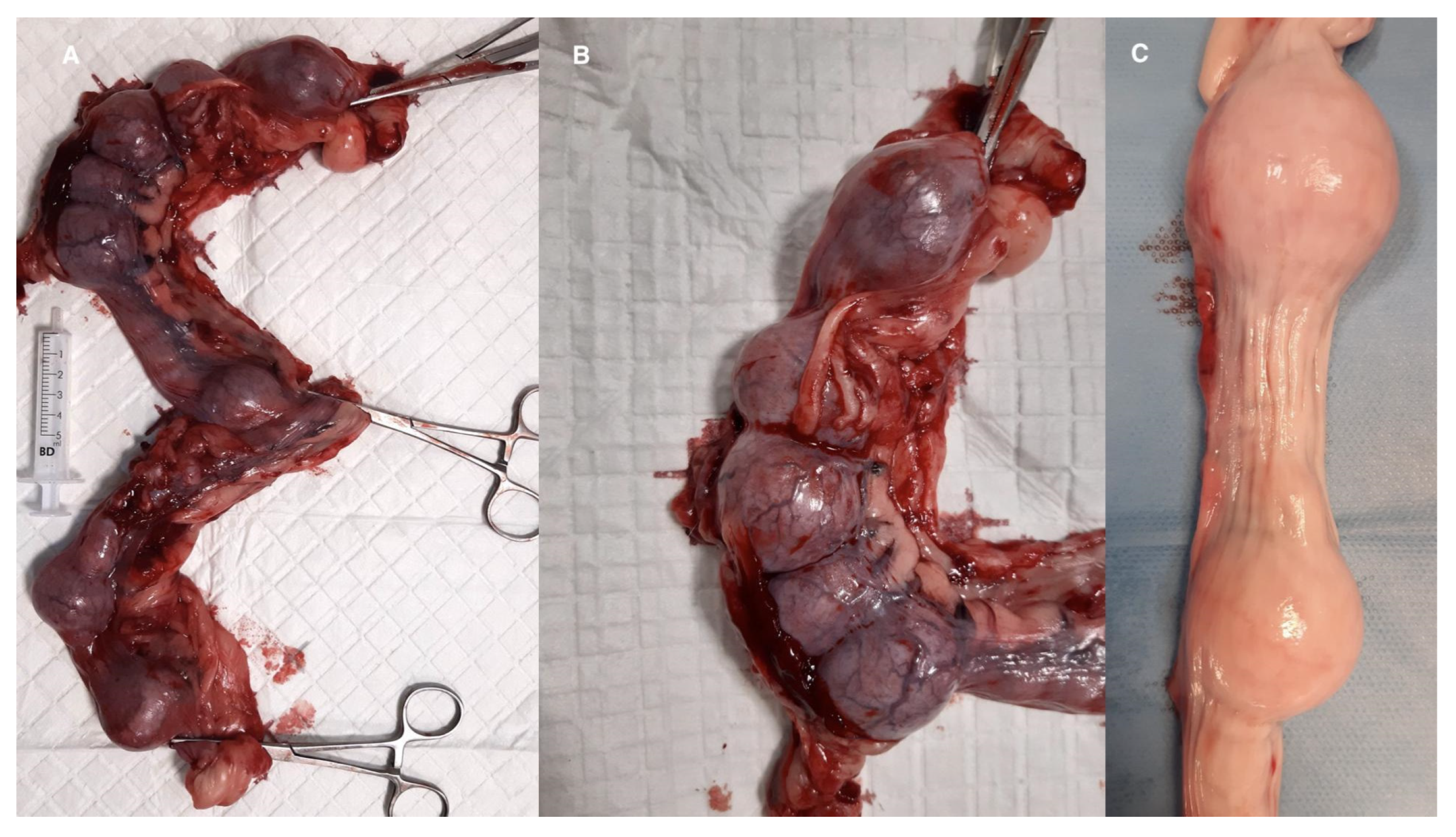 Animals 15 00479 g002