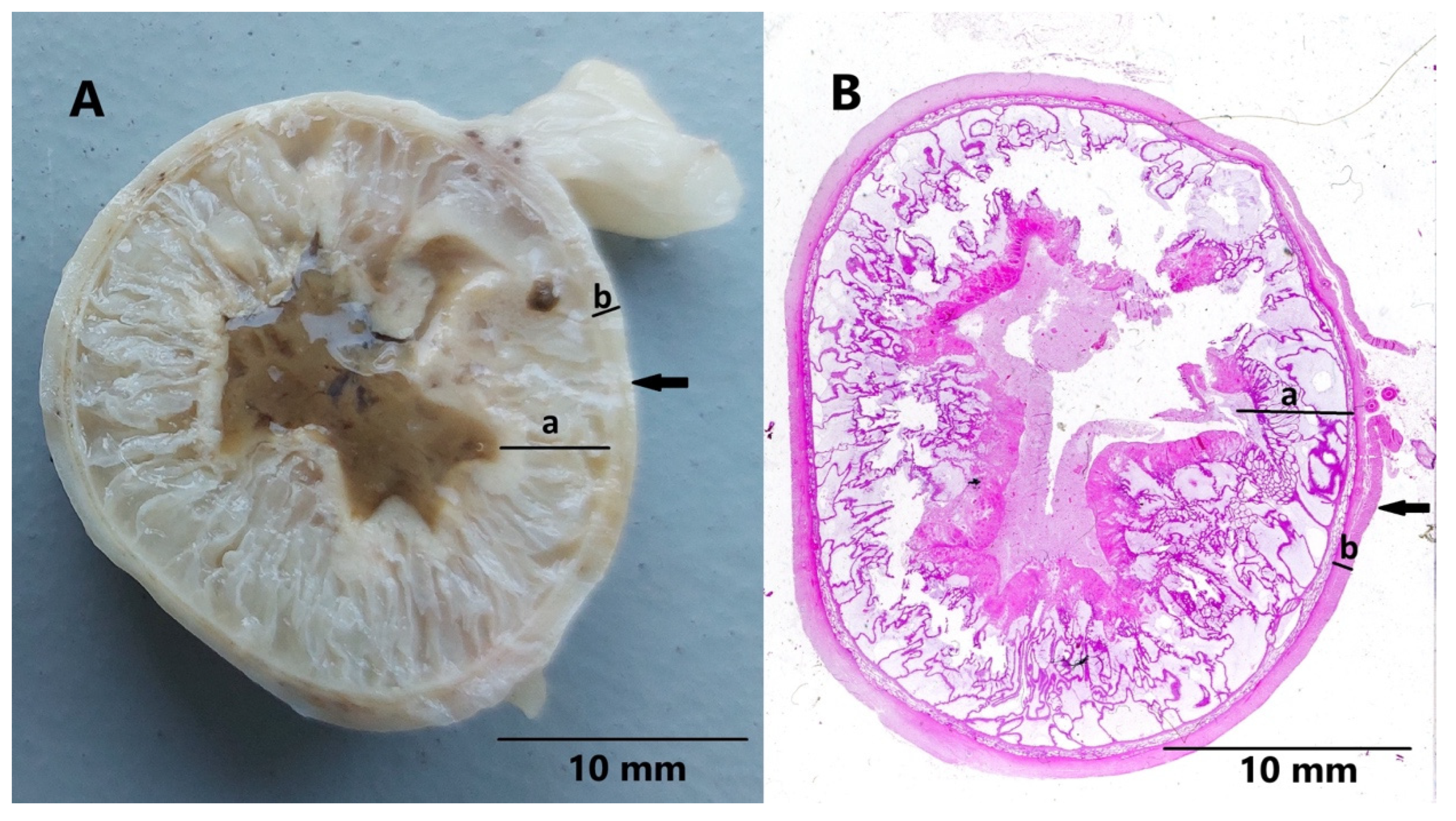 Animals 15 00479 g004