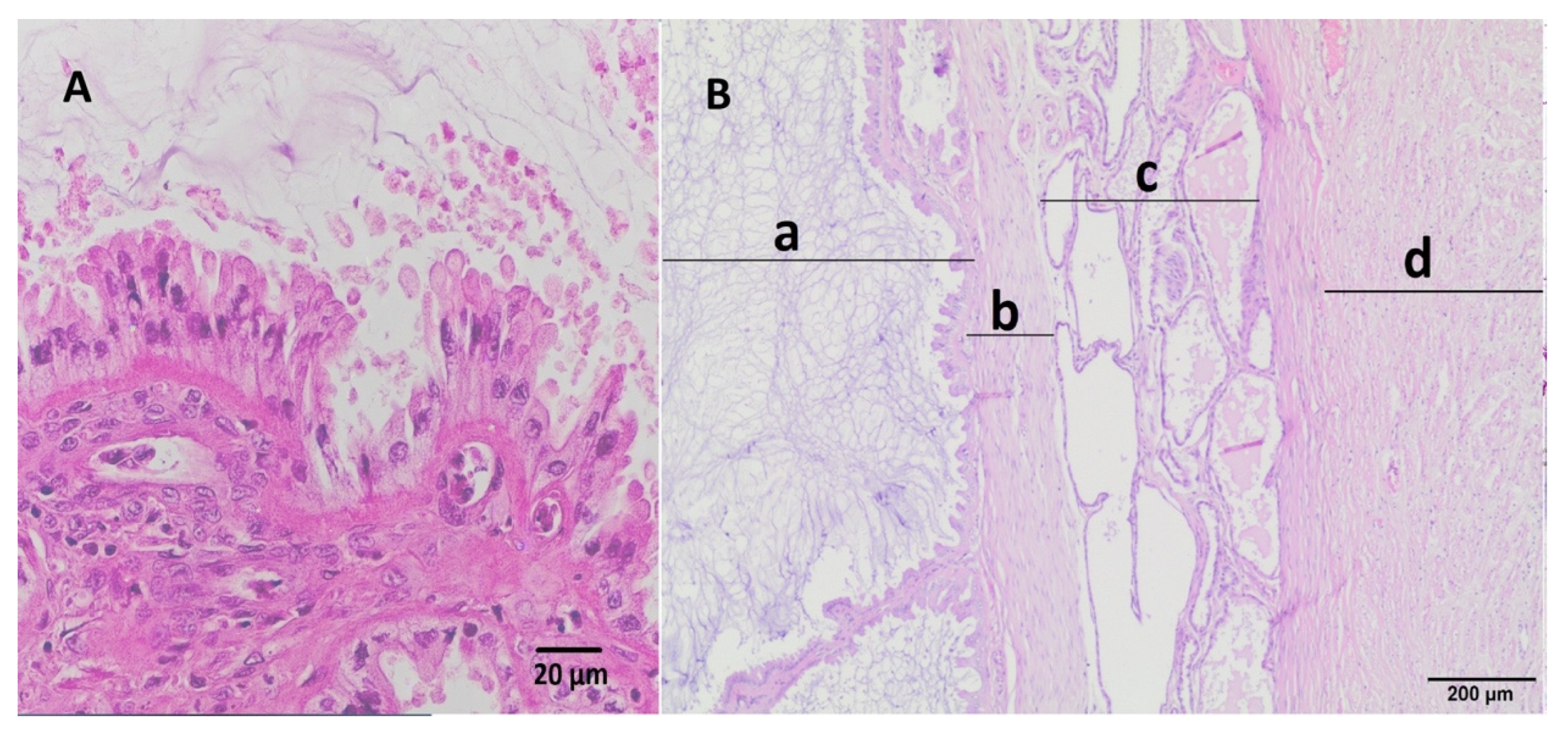 Animals 15 00479 g005