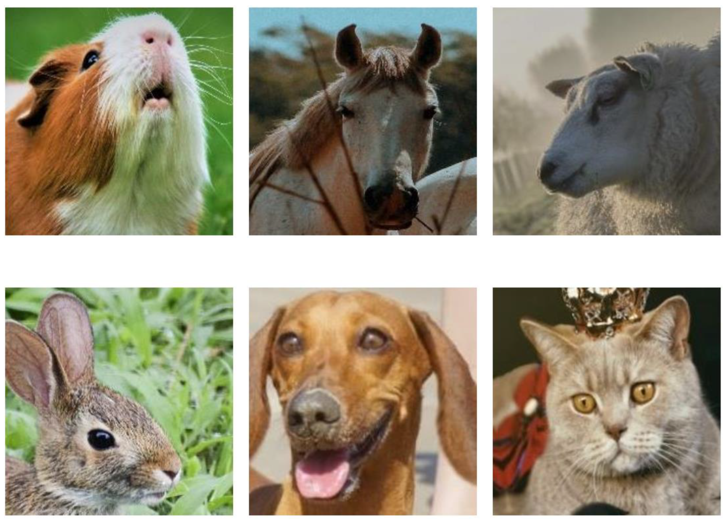 Animals 15 00492 g001 Animals 15 00492 g001