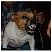 Animals 15 00492 i001 Animals 15 00492 i001