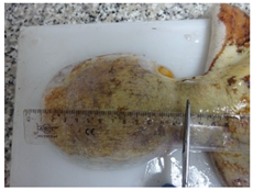 Animals 15 00503 i001