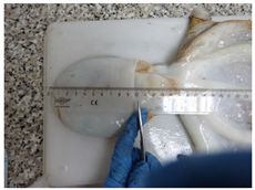 Animals 15 00503 i002