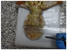 Animals 15 00503 i003