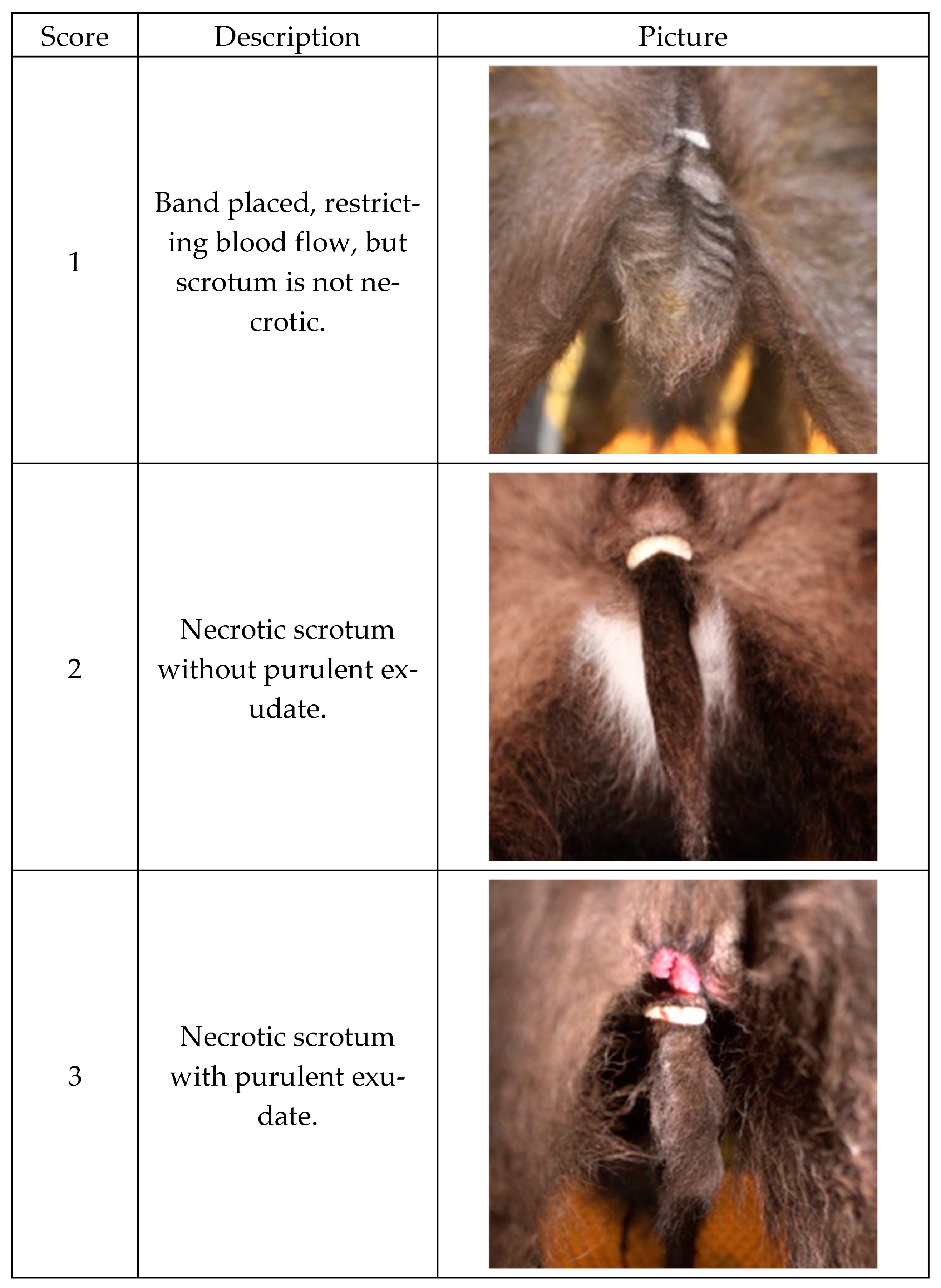 Animals 15 00538 g001a