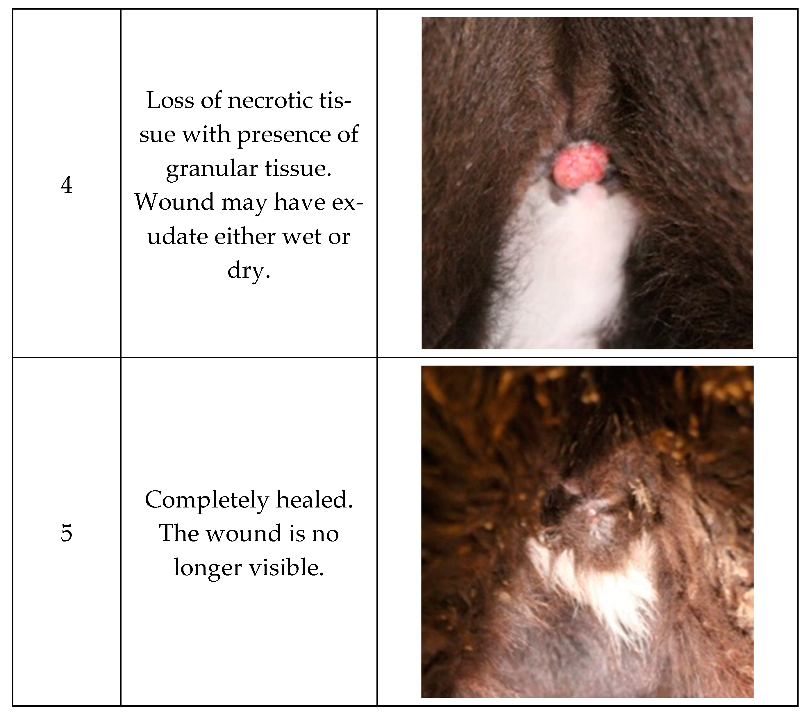 Animals 15 00538 g001b