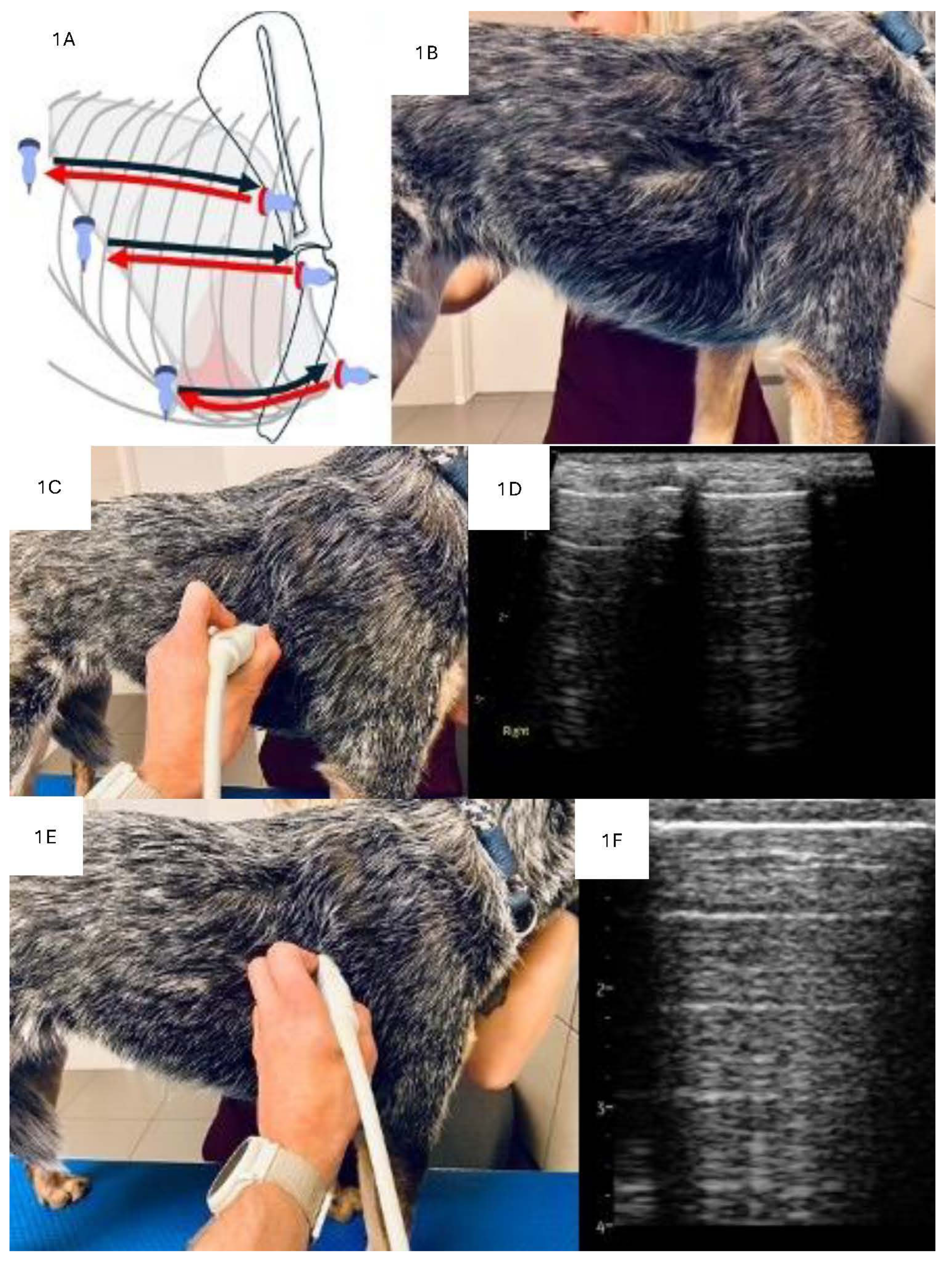 Animals 15 00549 g001