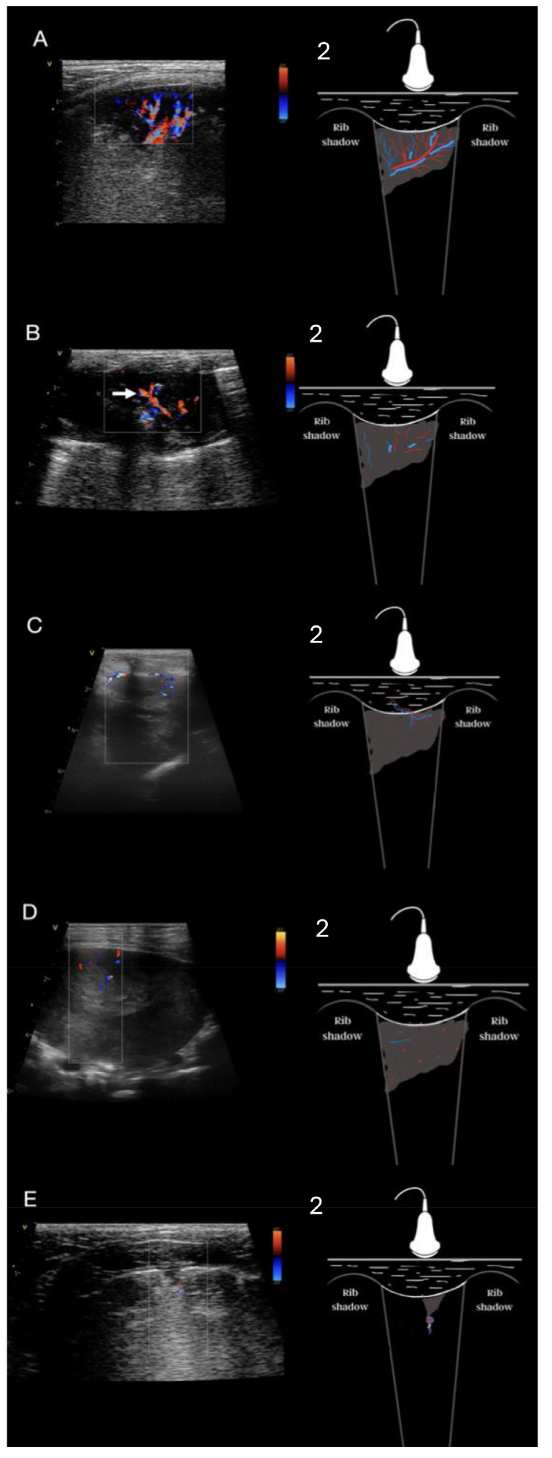 Animals 15 00549 g002