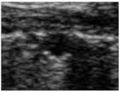 Animals 15 00549 i001