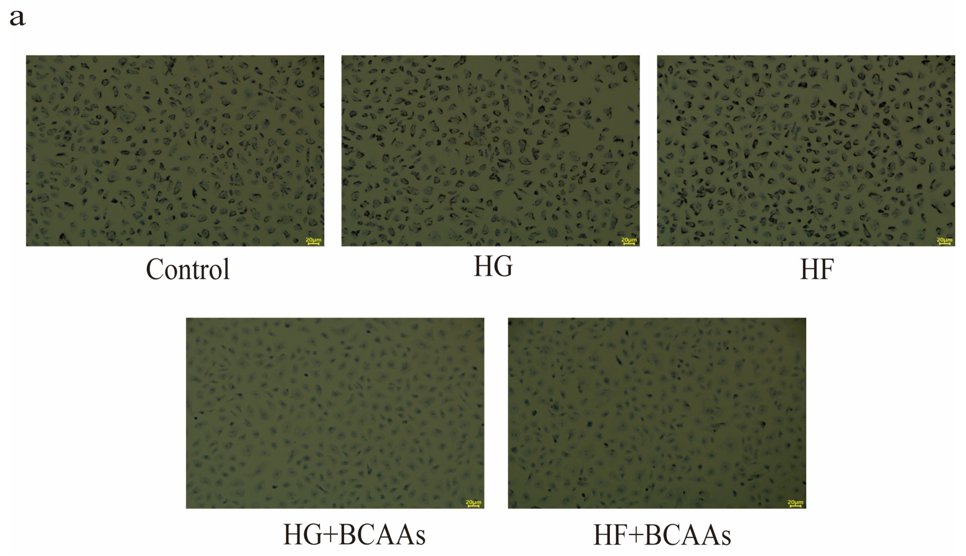 Animals 15 00560 g001a