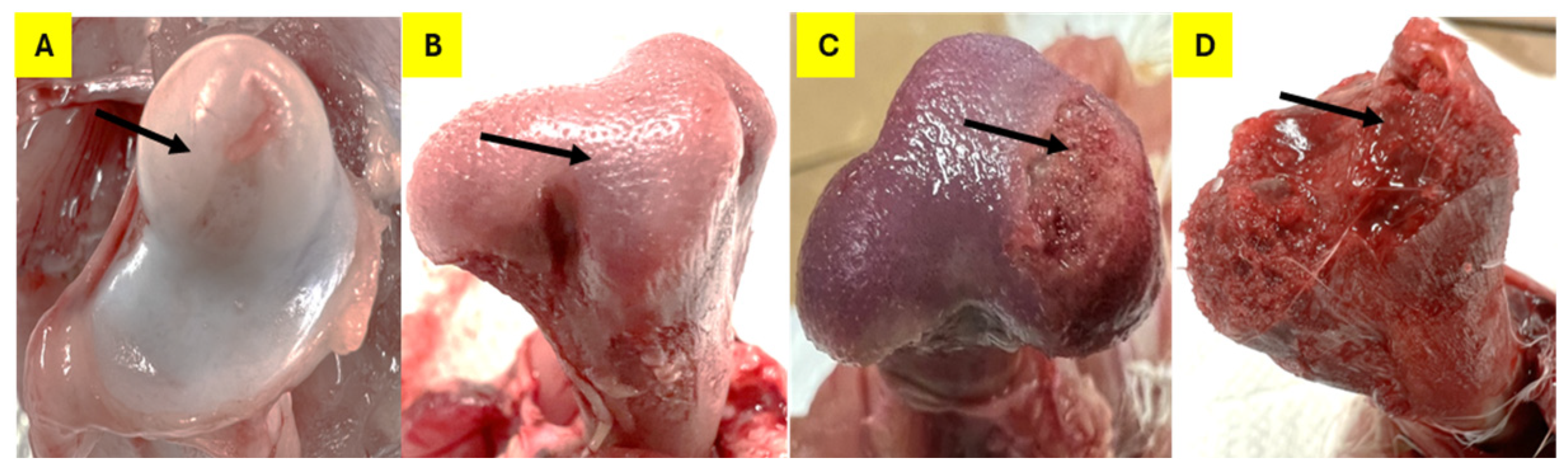 Animals 15 00570 g001