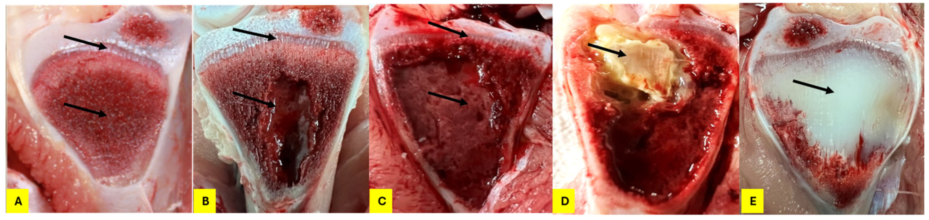Animals 15 00570 g002