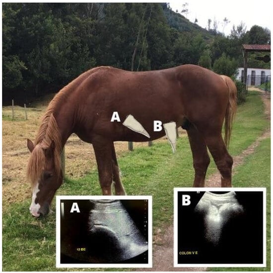 Animals 15 00571 g004