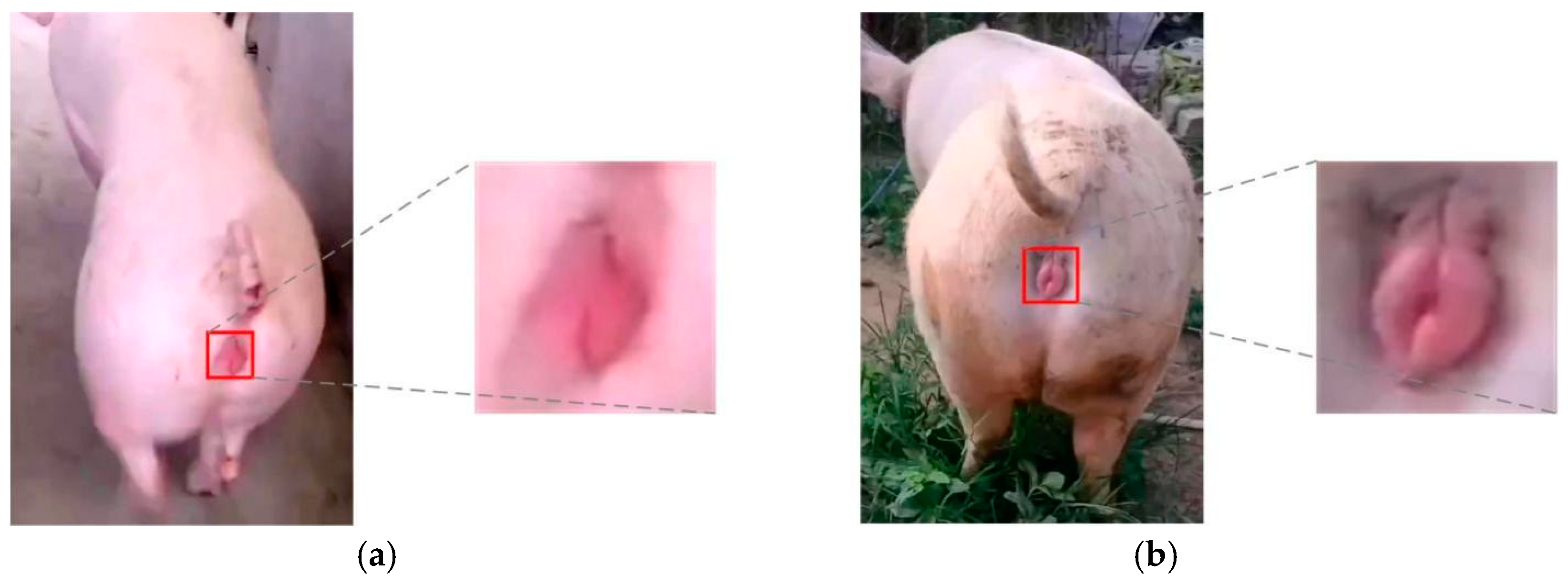 Animals 15 00580 g003