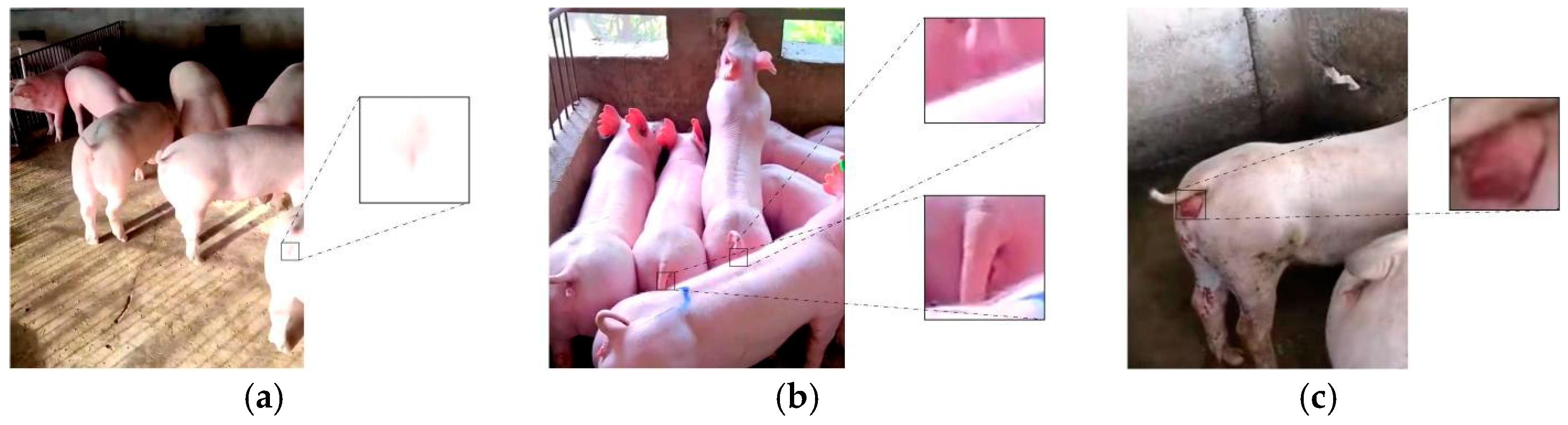 Animals 15 00580 g020