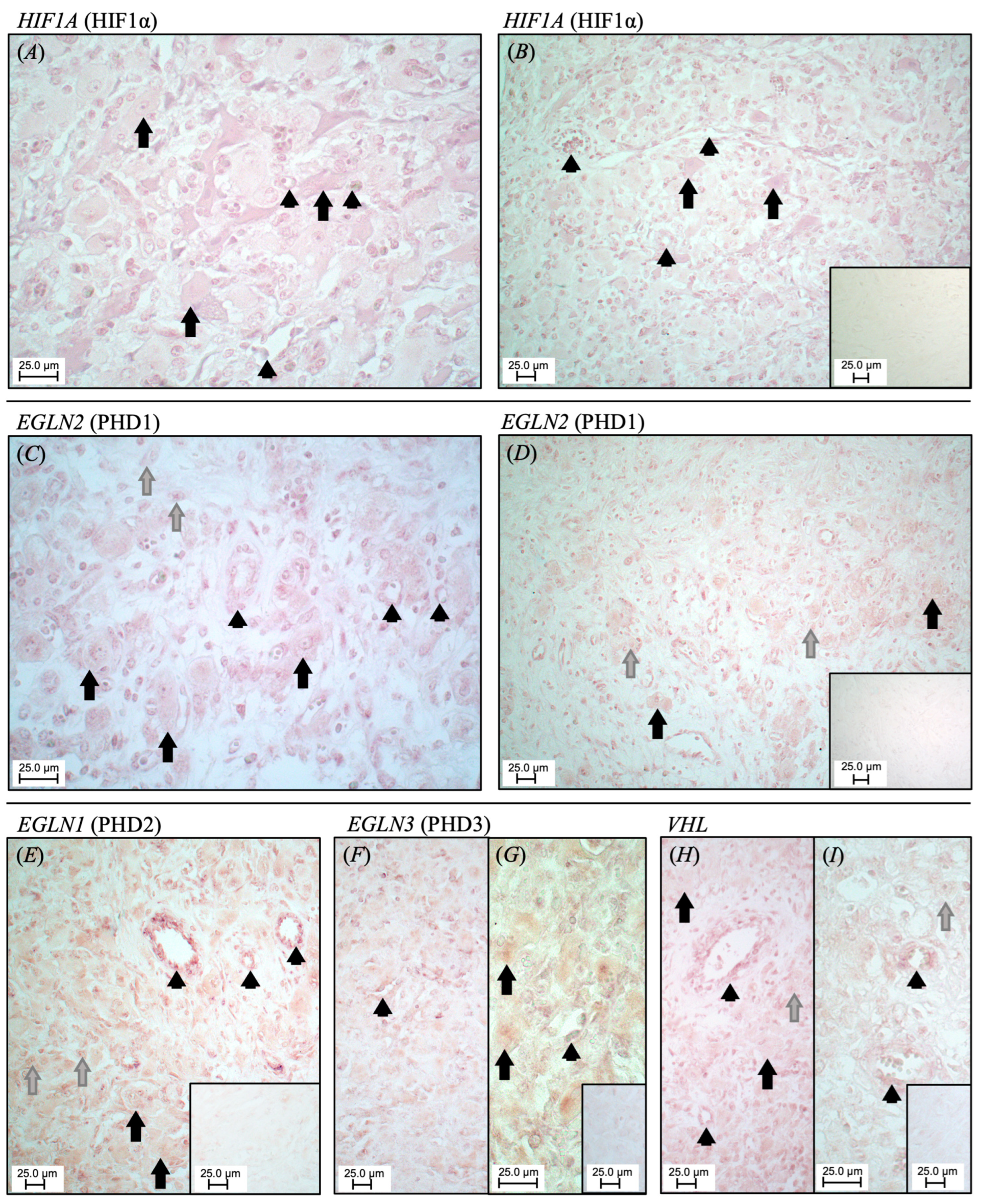 Animals 15 00595 g002 Animals 15 00595 g002