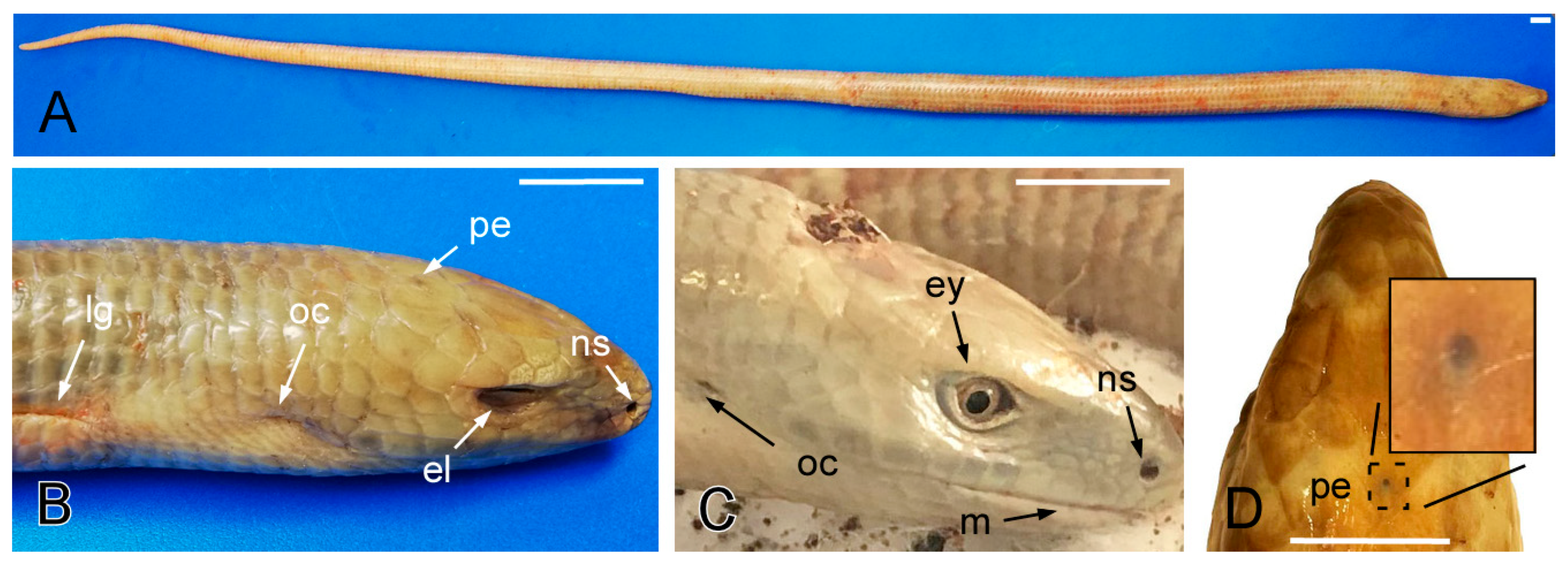 Animals 15 00615 g001