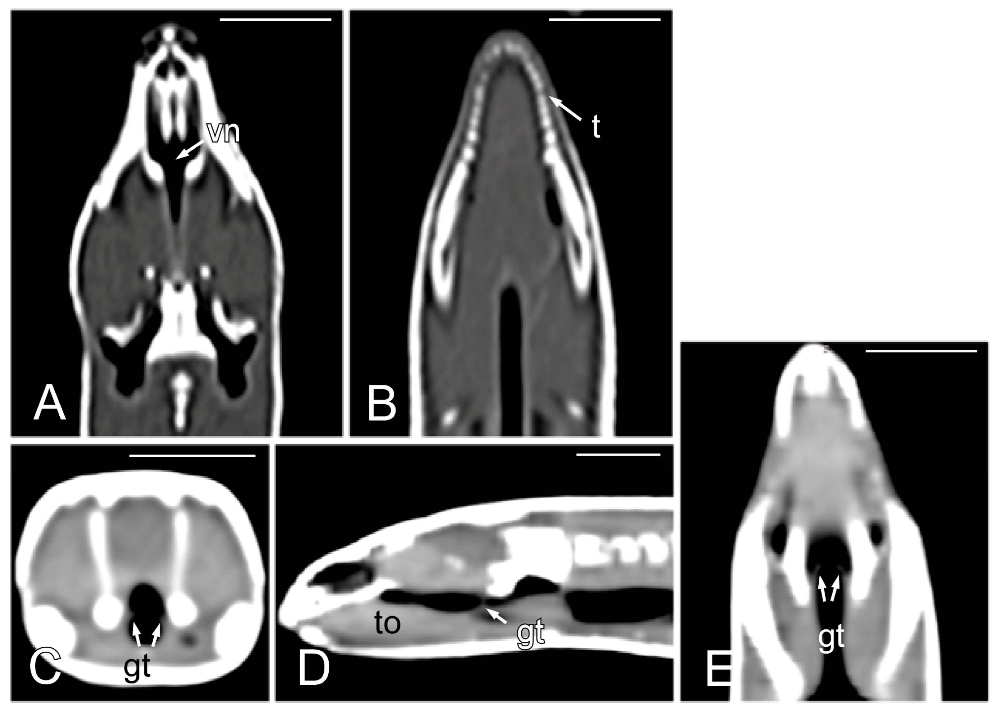 Animals 15 00615 g004