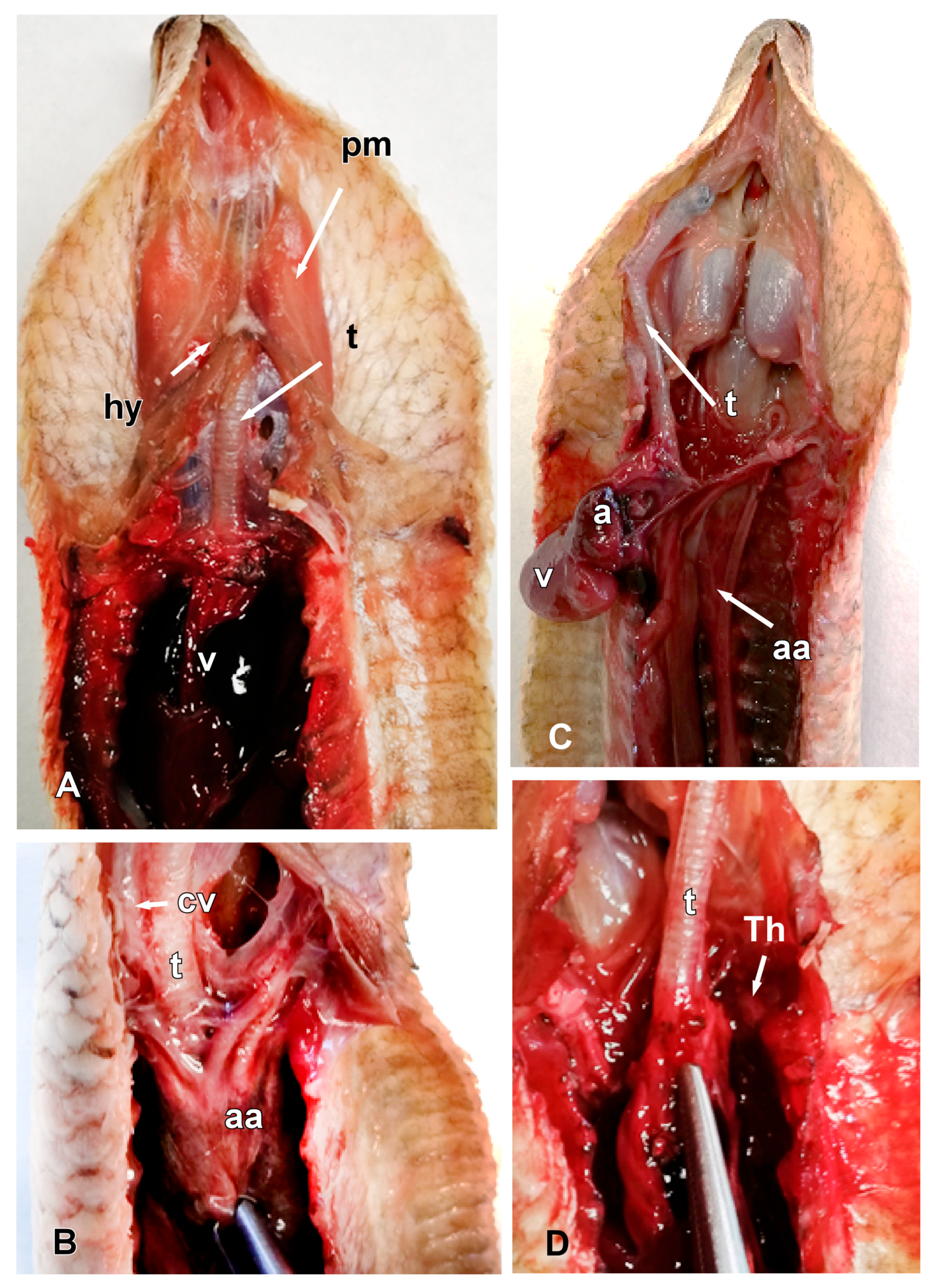 Animals 15 00615 g005