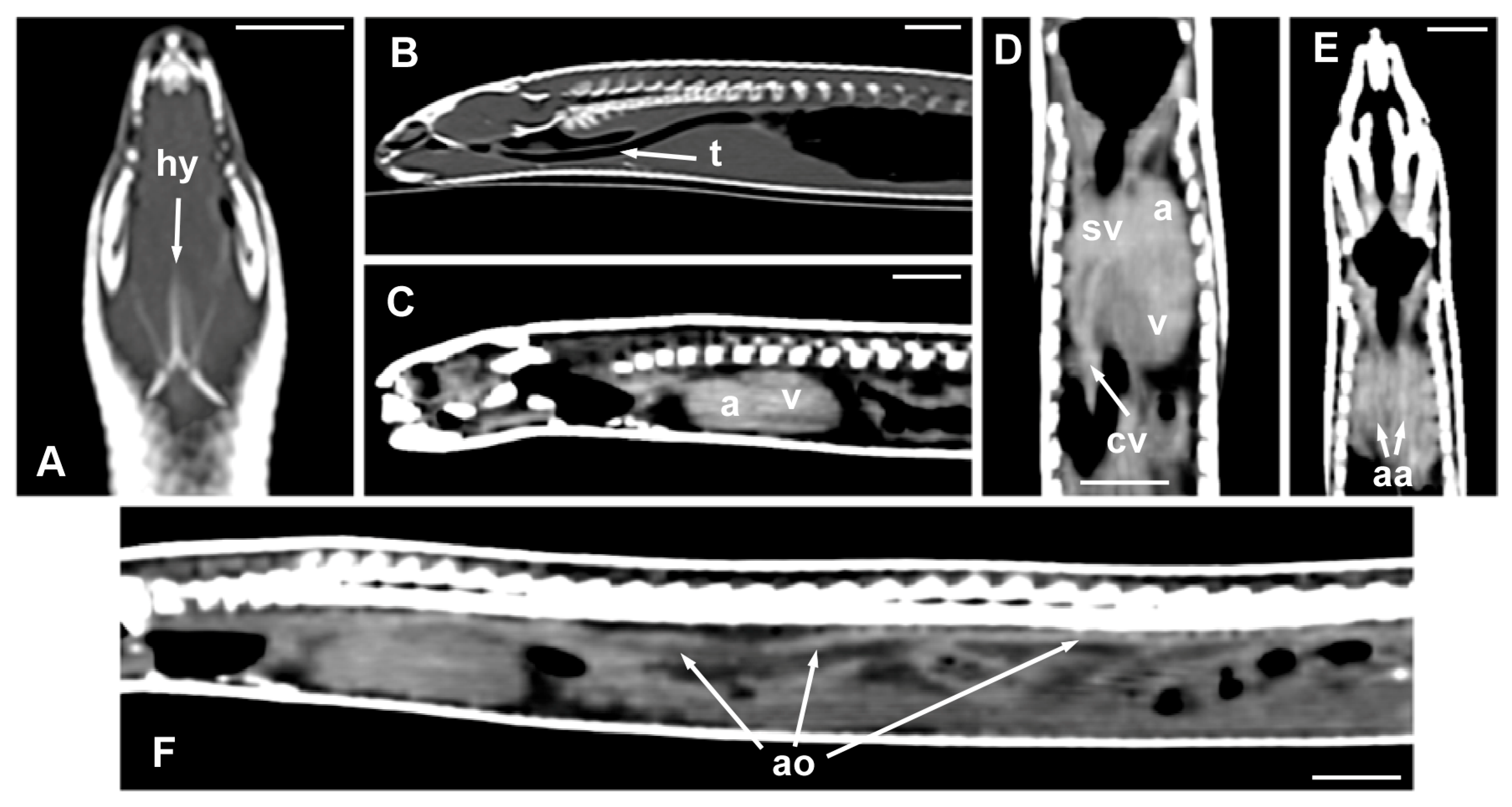Animals 15 00615 g006