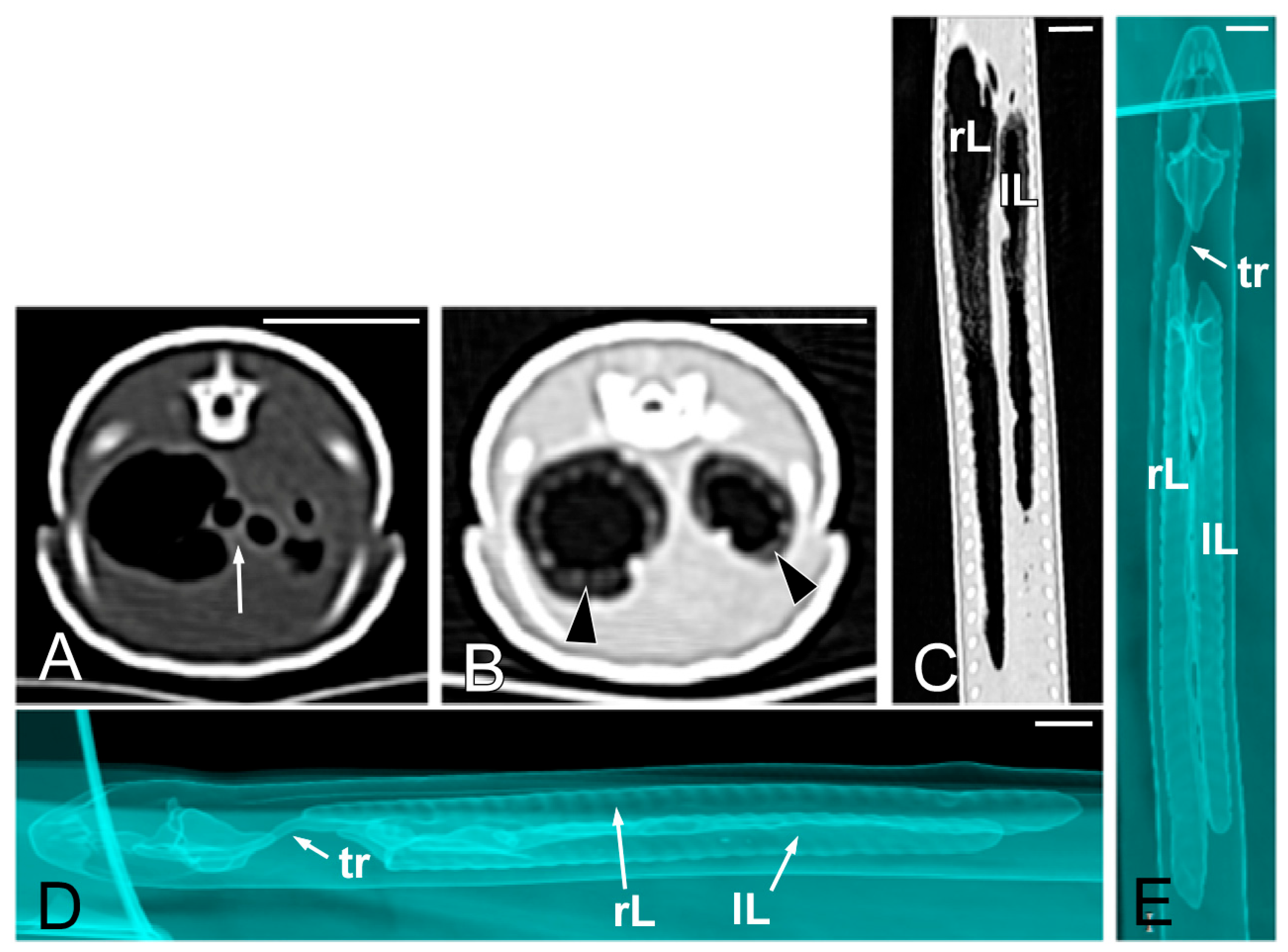 Animals 15 00615 g008