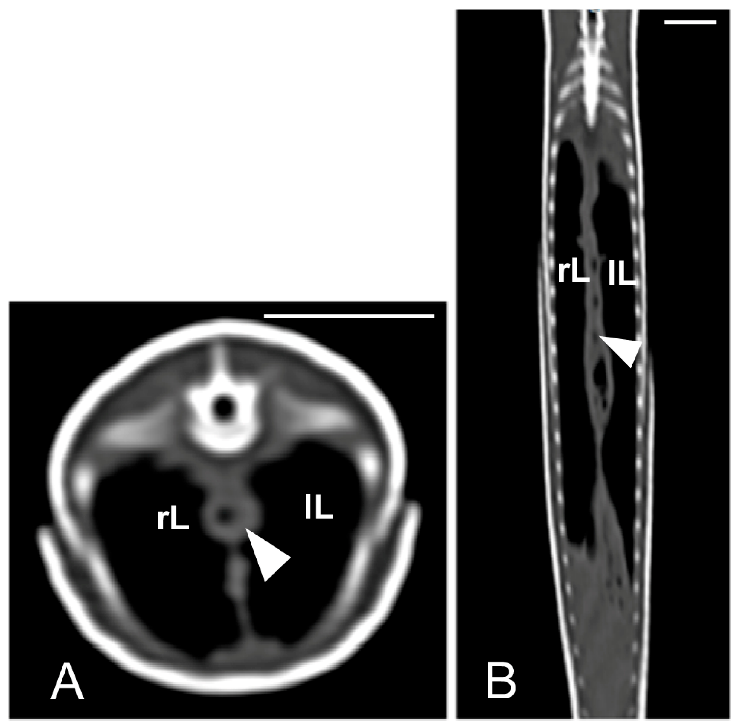 Animals 15 00615 g009