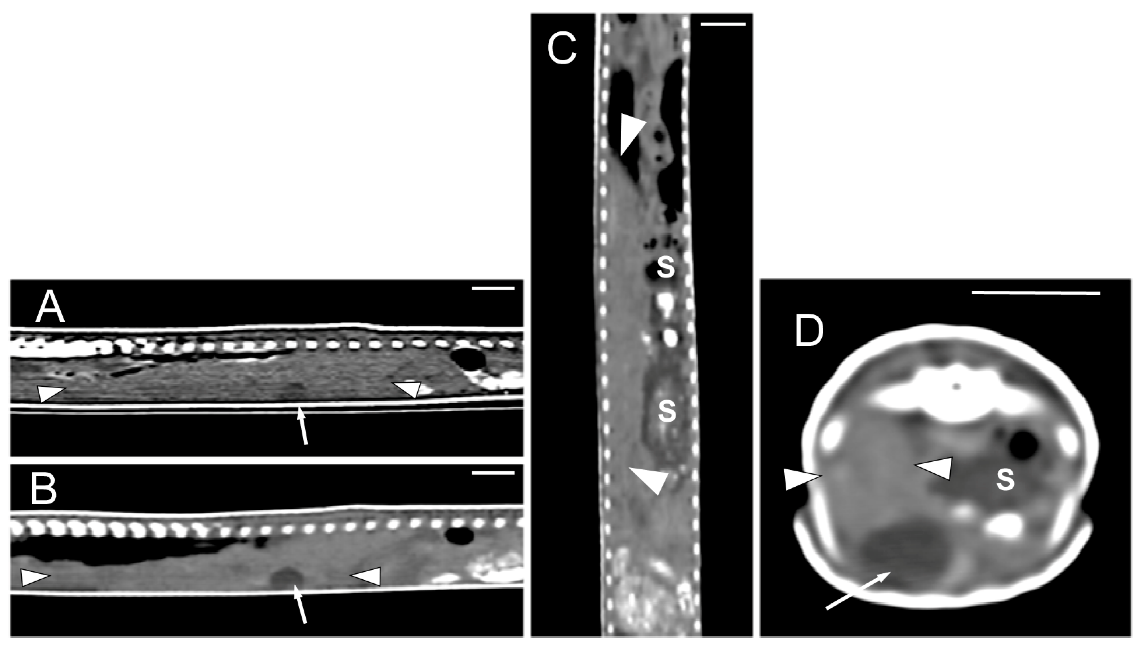 Animals 15 00615 g010