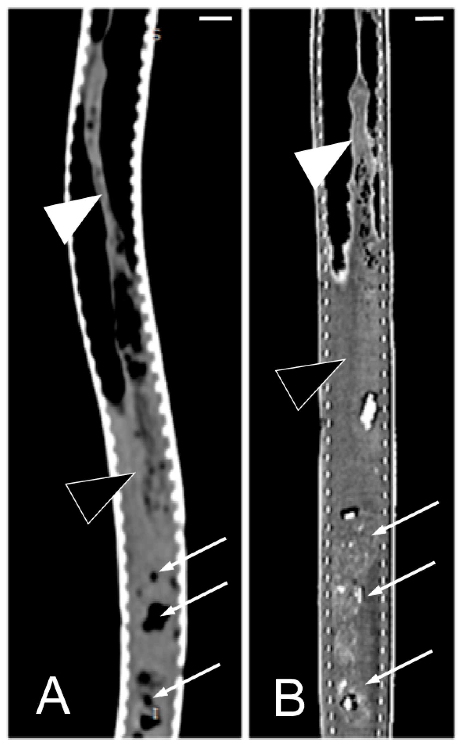 Animals 15 00615 g011