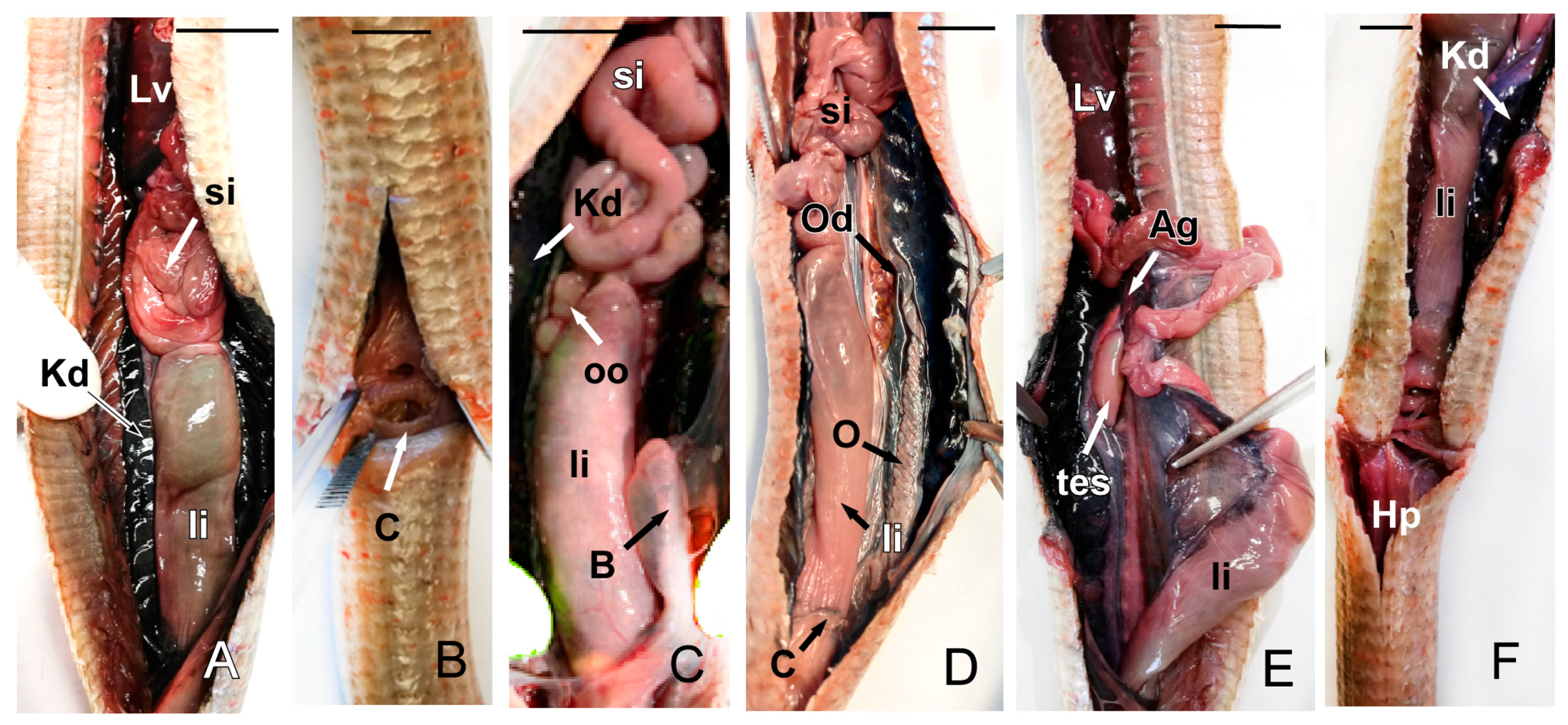 Animals 15 00615 g012