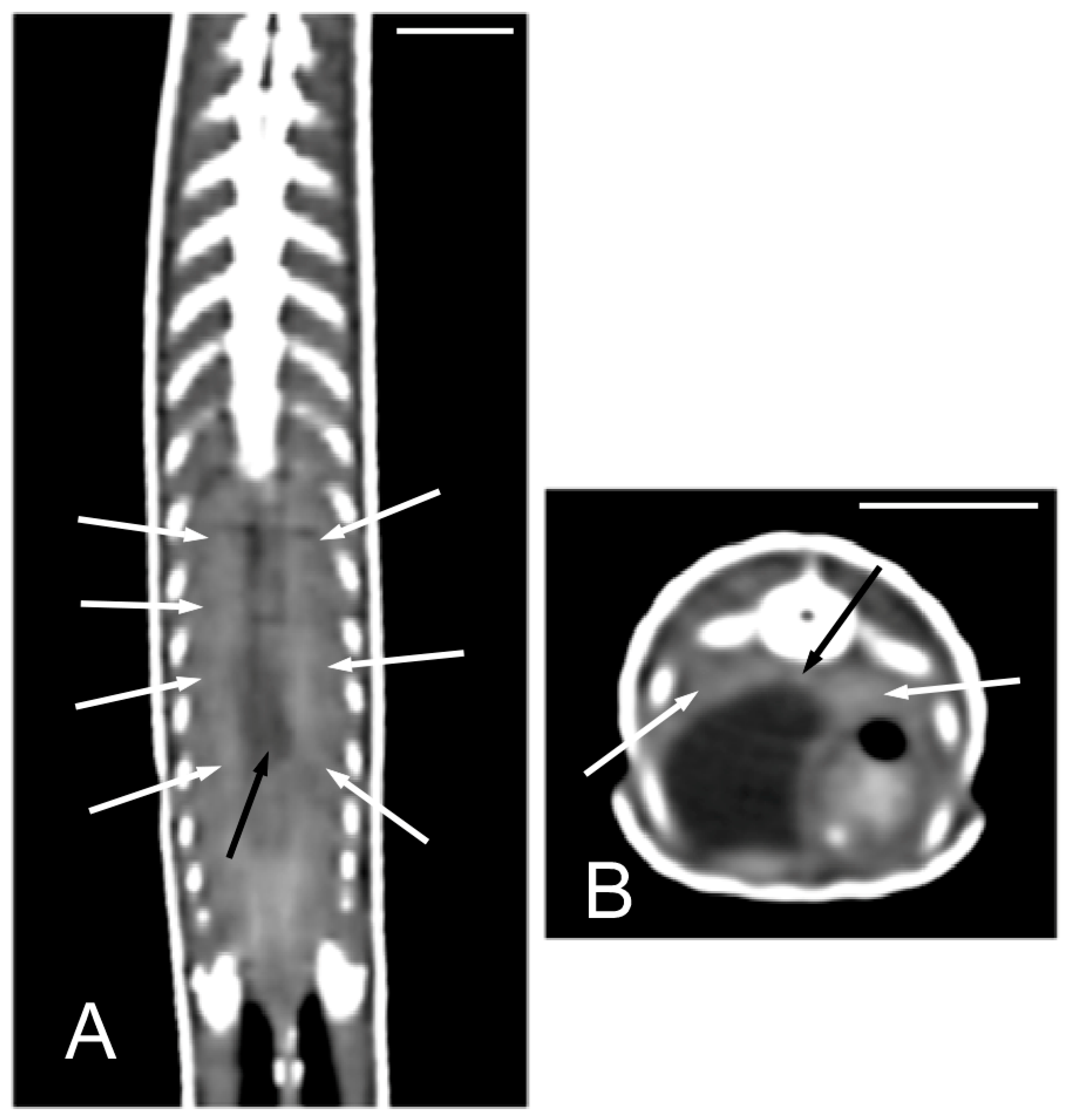 Animals 15 00615 g013