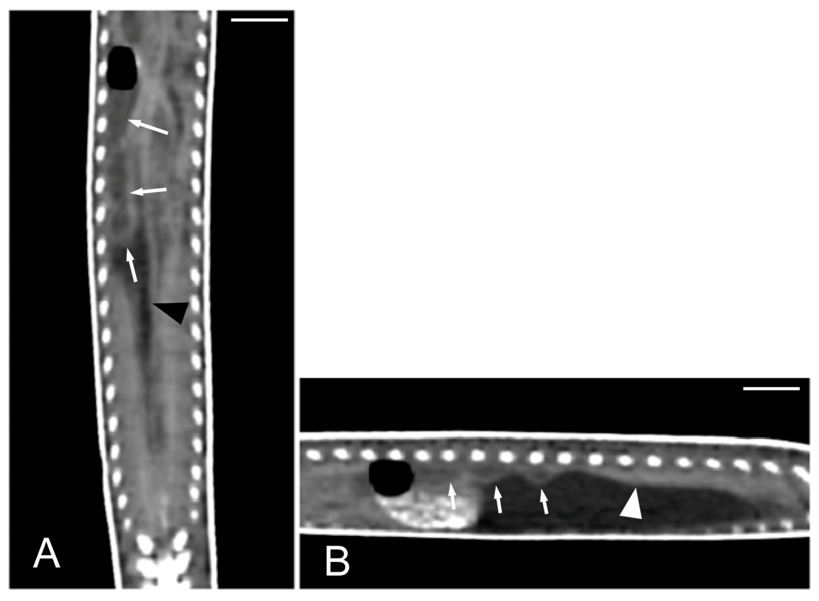 Animals 15 00615 g014