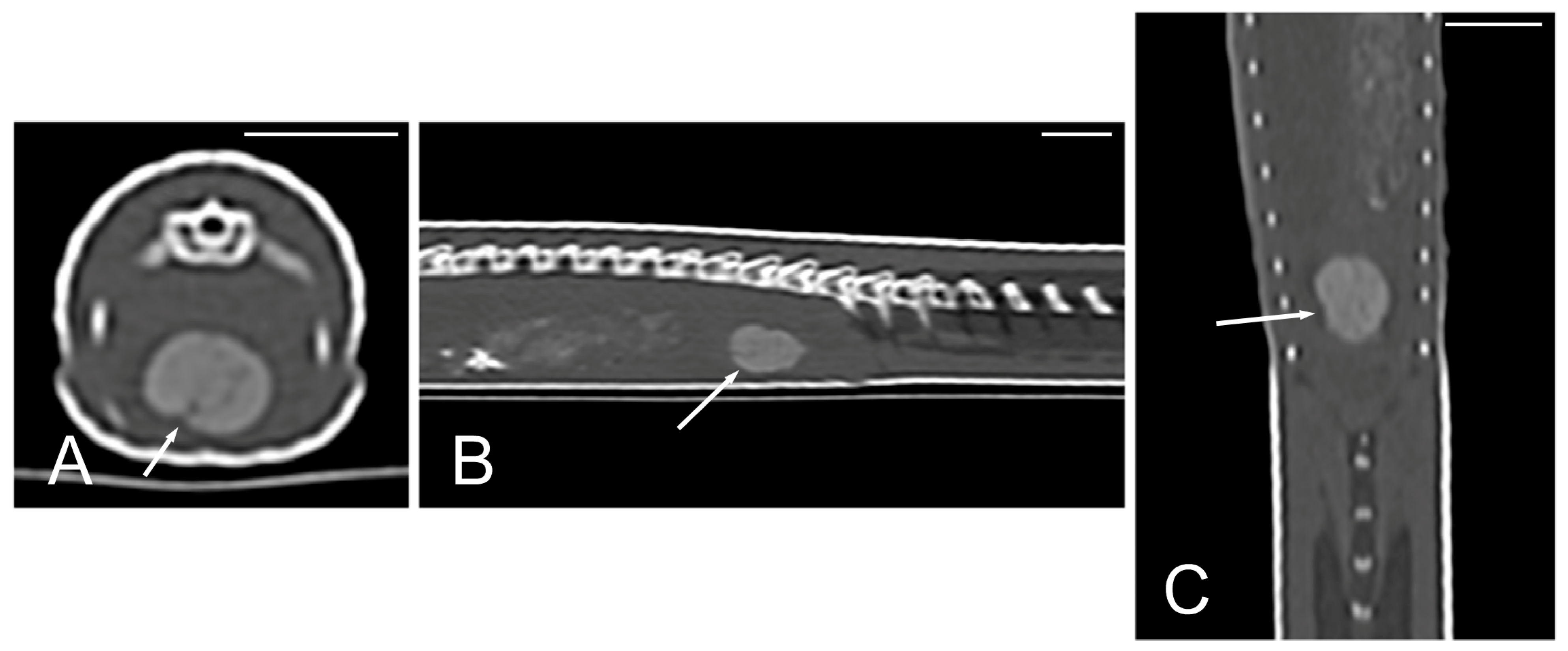 Animals 15 00615 g015