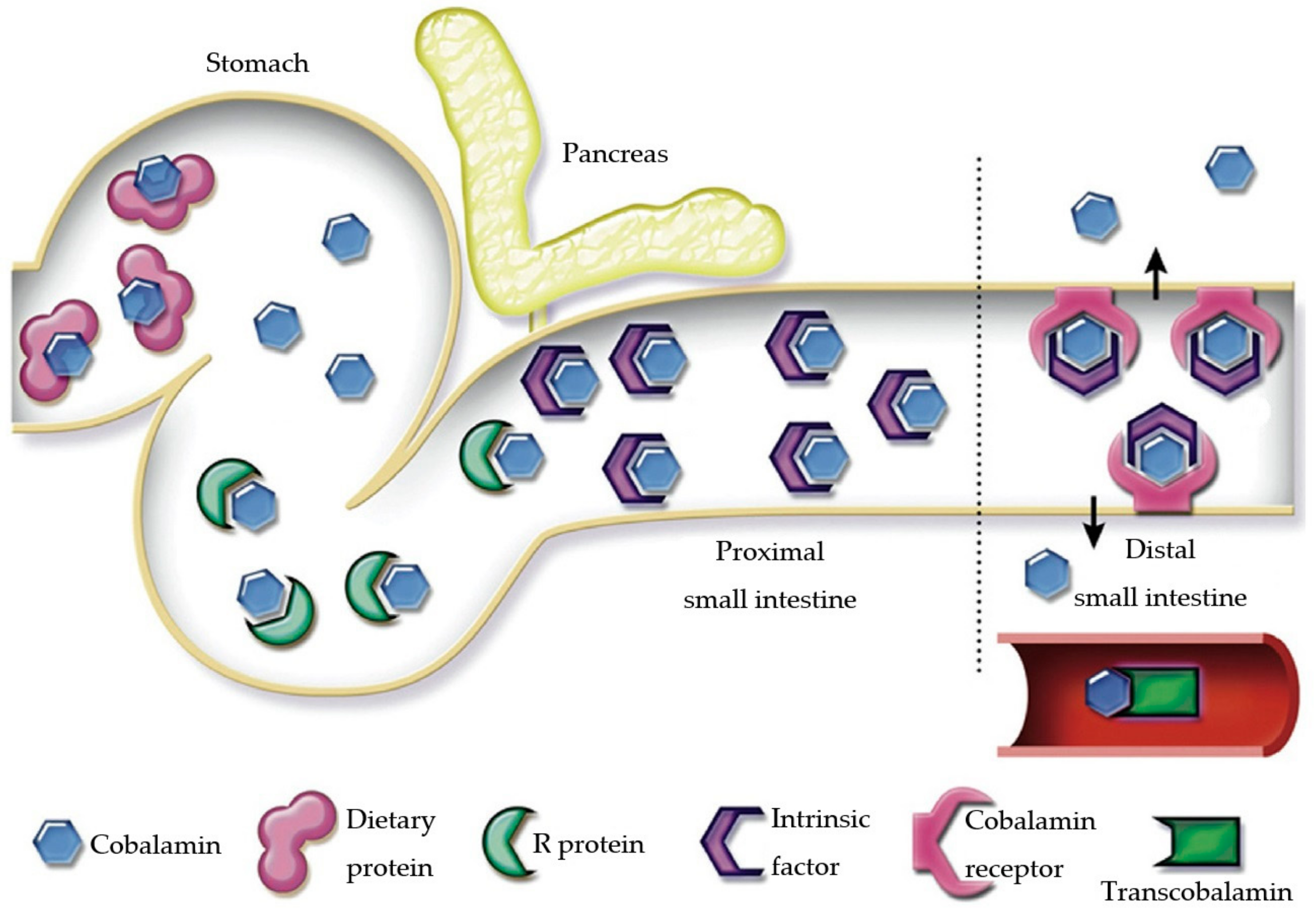 Animals 15 00649 g001