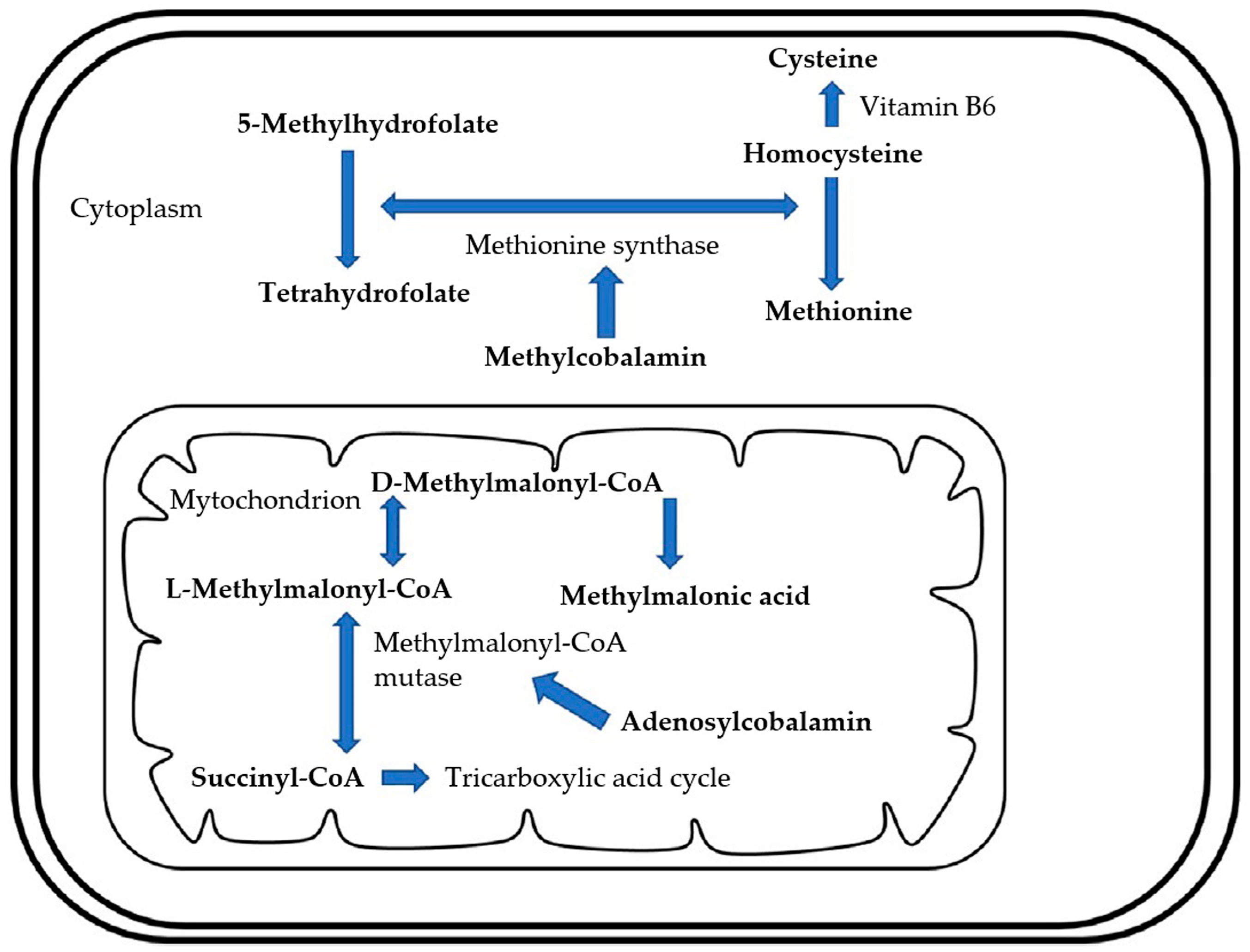 Animals 15 00649 g002