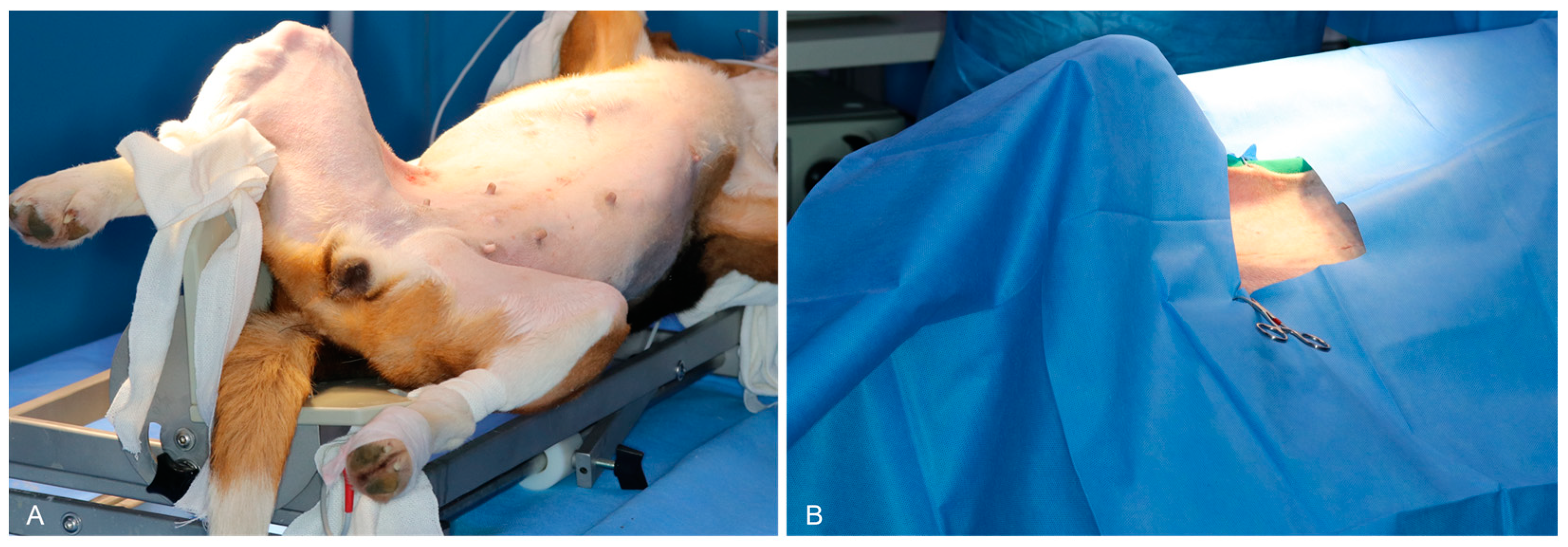 Animals 15 00652 g001