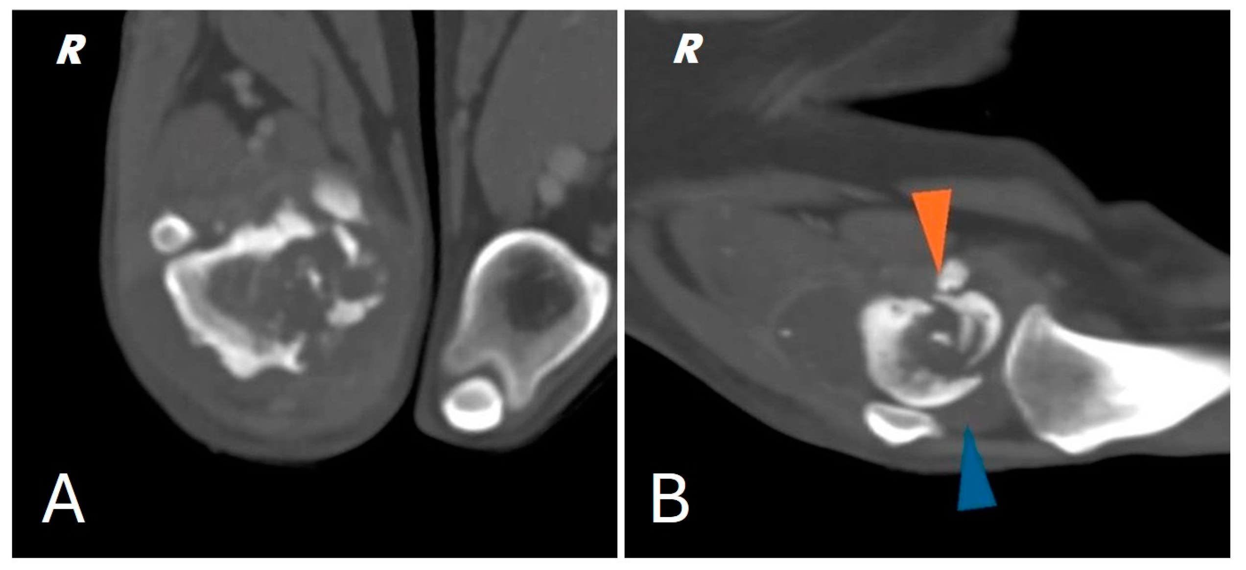 Animals 15 00673 g002