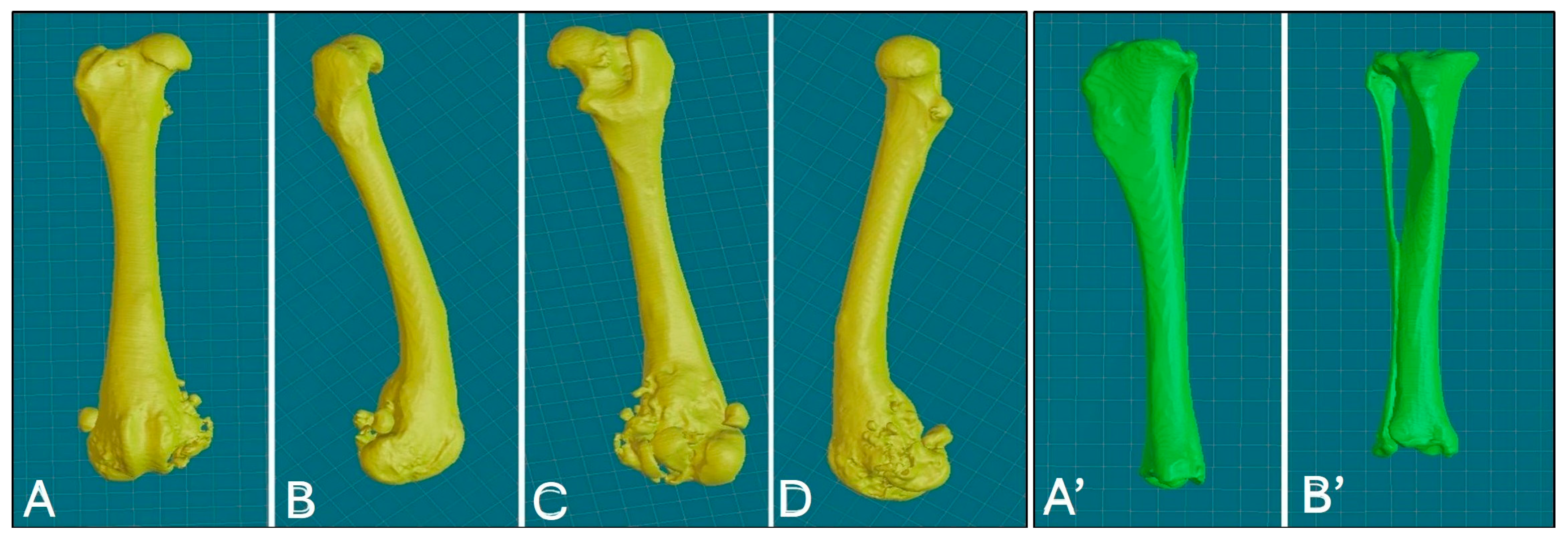 Animals 15 00673 g003