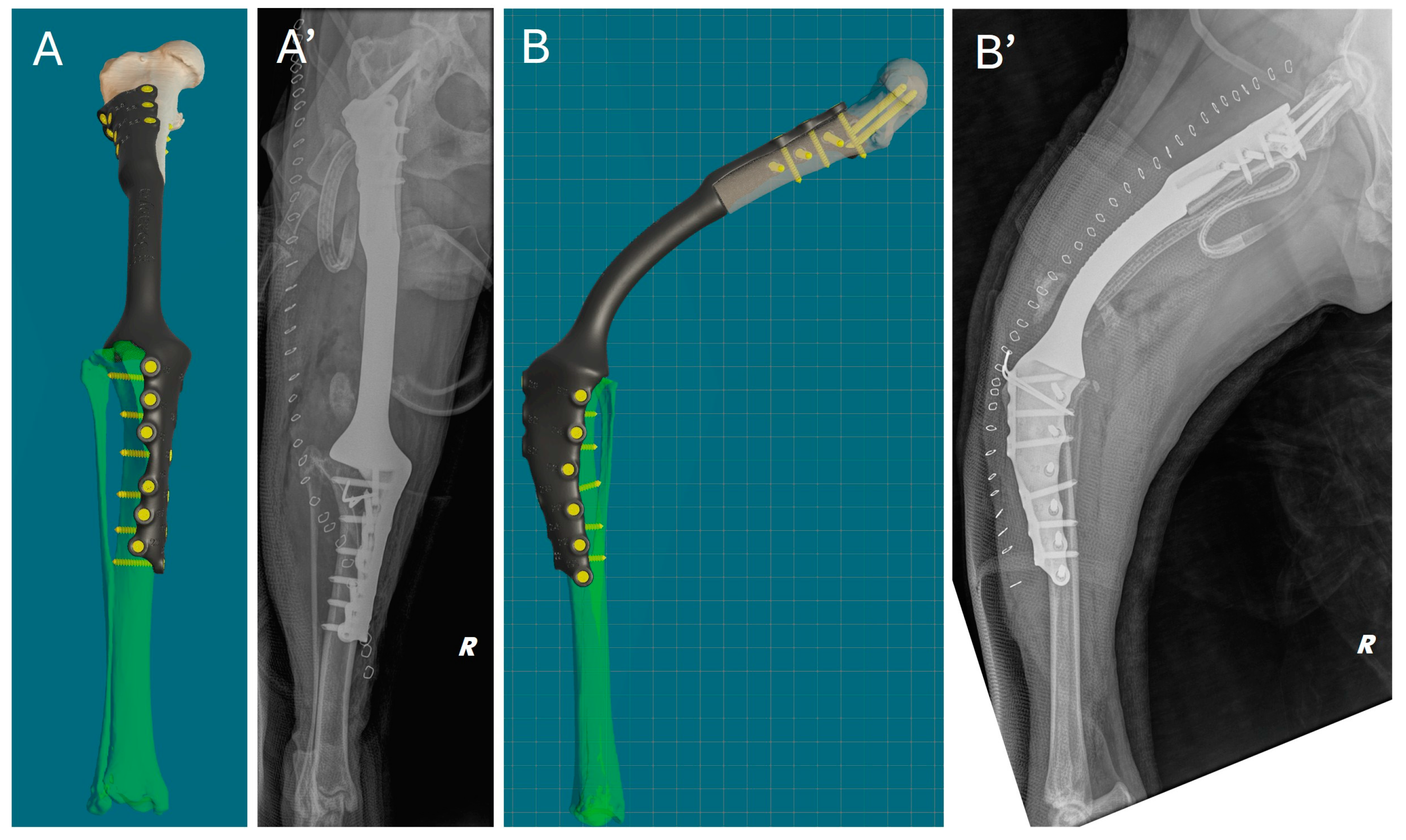 Animals 15 00673 g008