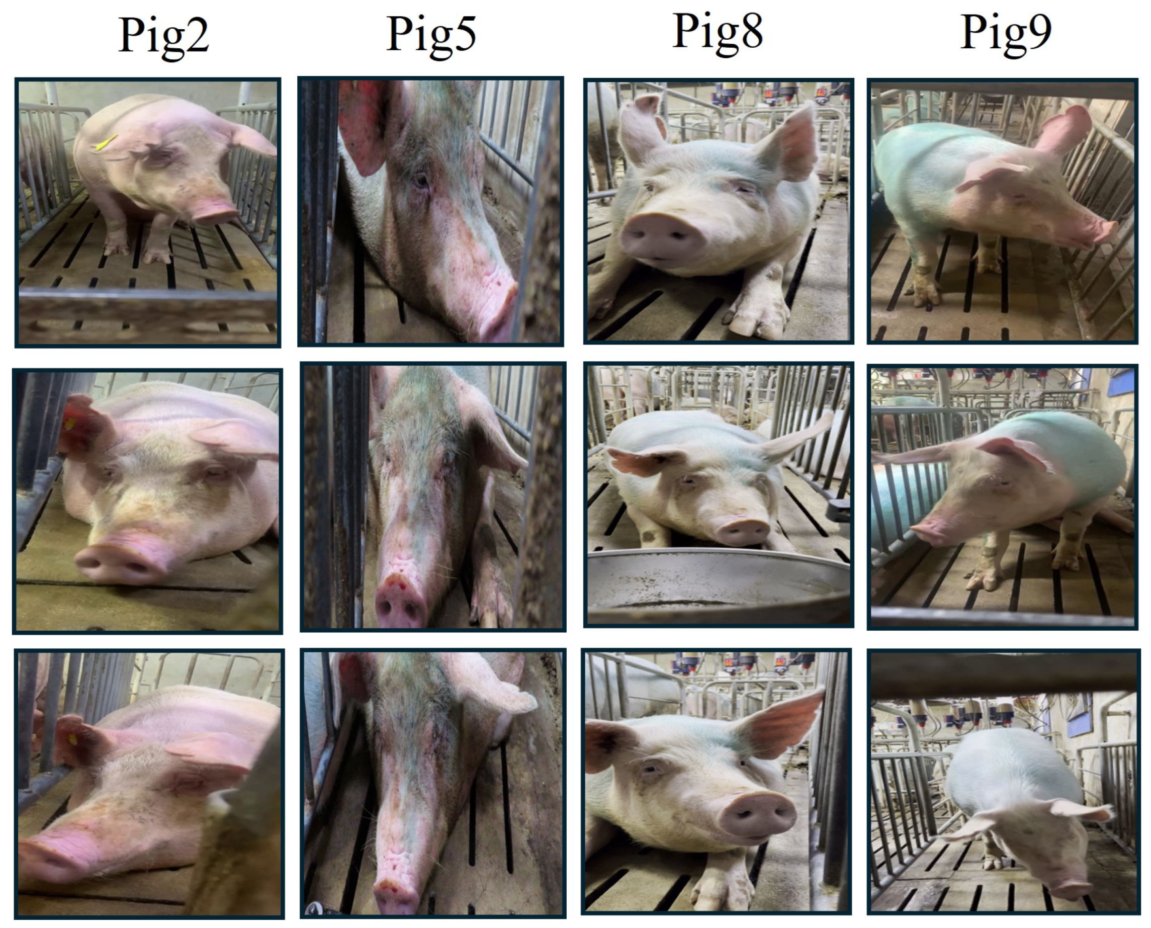 Animals 15 00691 g004