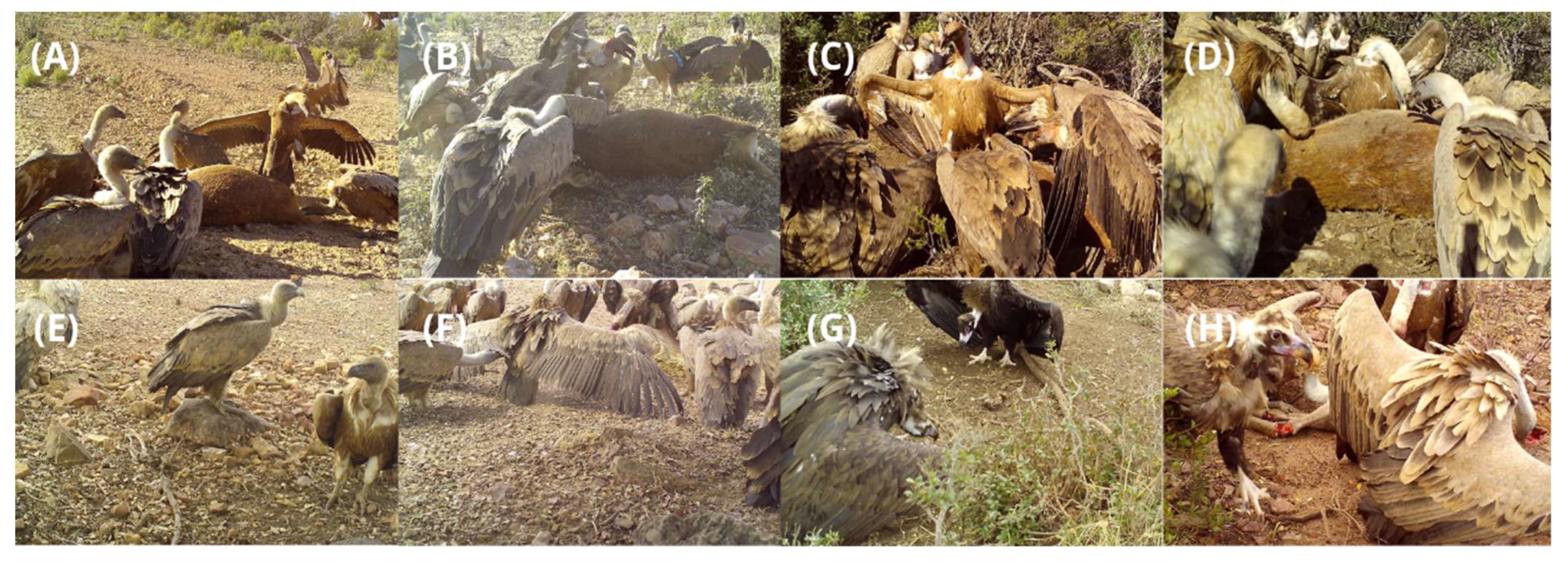 Animals 15 00732 g003