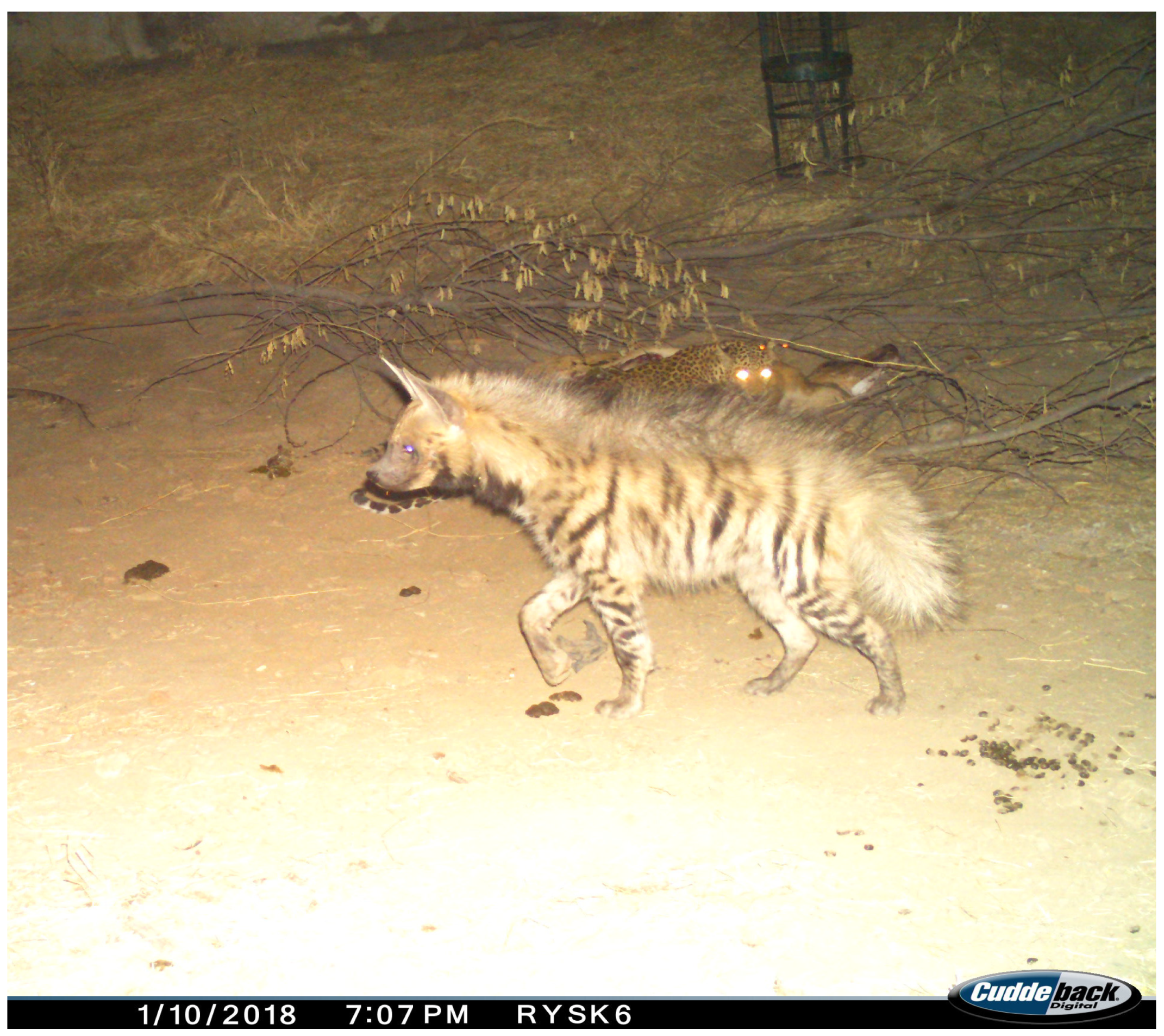 Animals 15 00784 g005