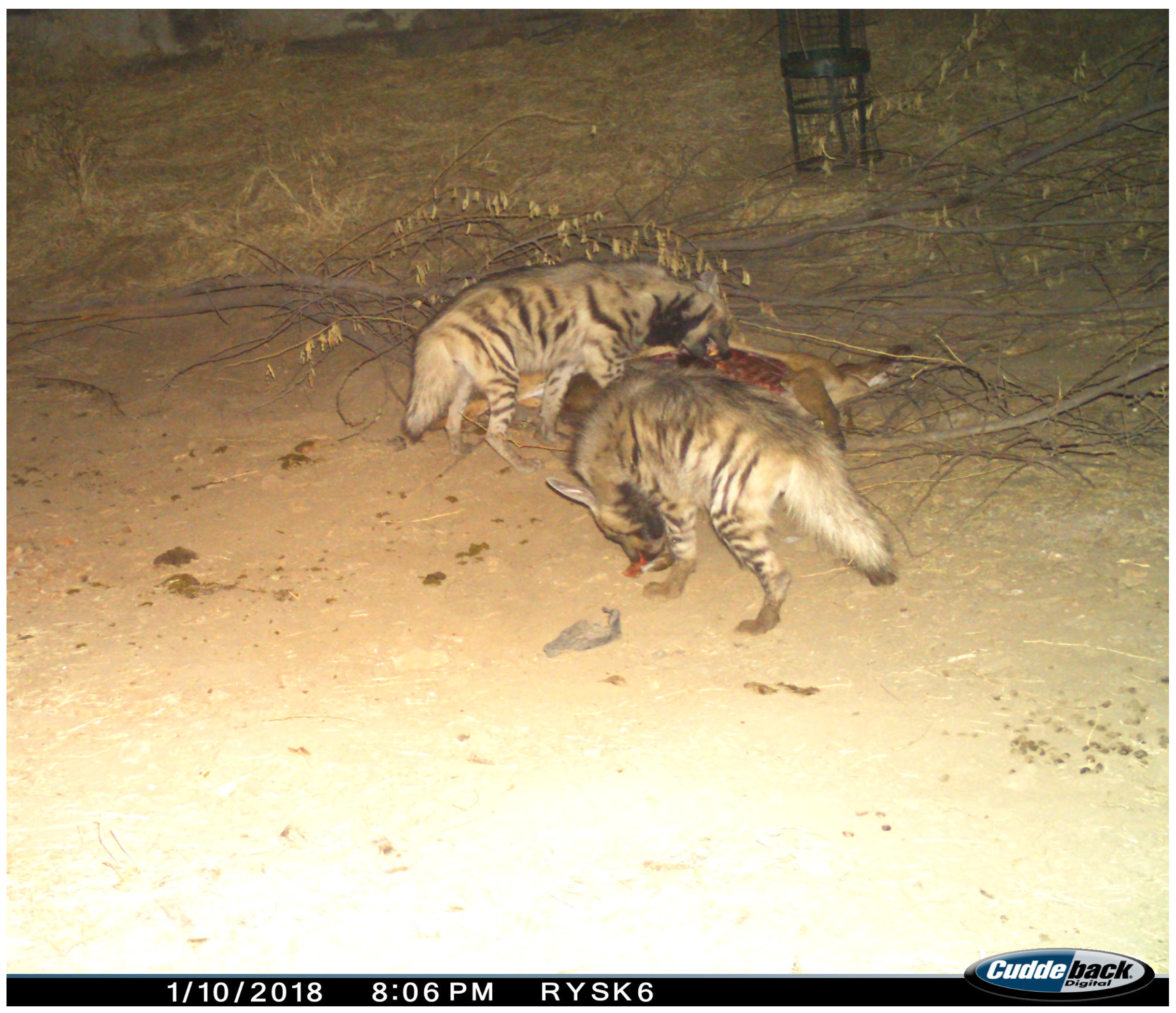 Animals 15 00784 g007