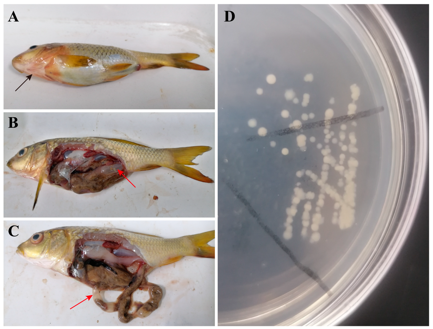 Animals 15 00805 g001