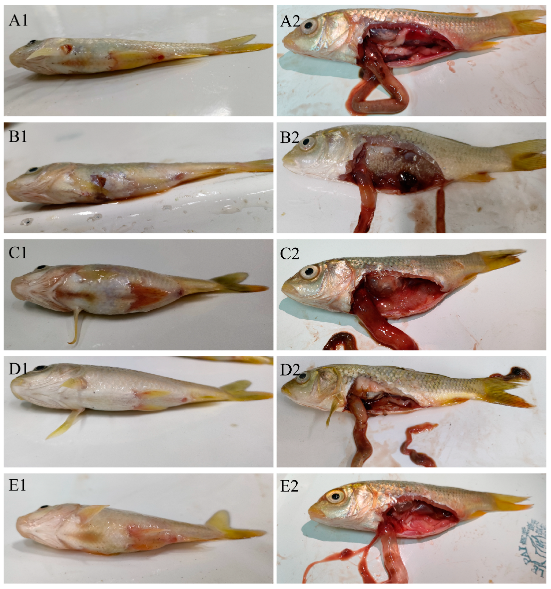 Animals 15 00805 g003