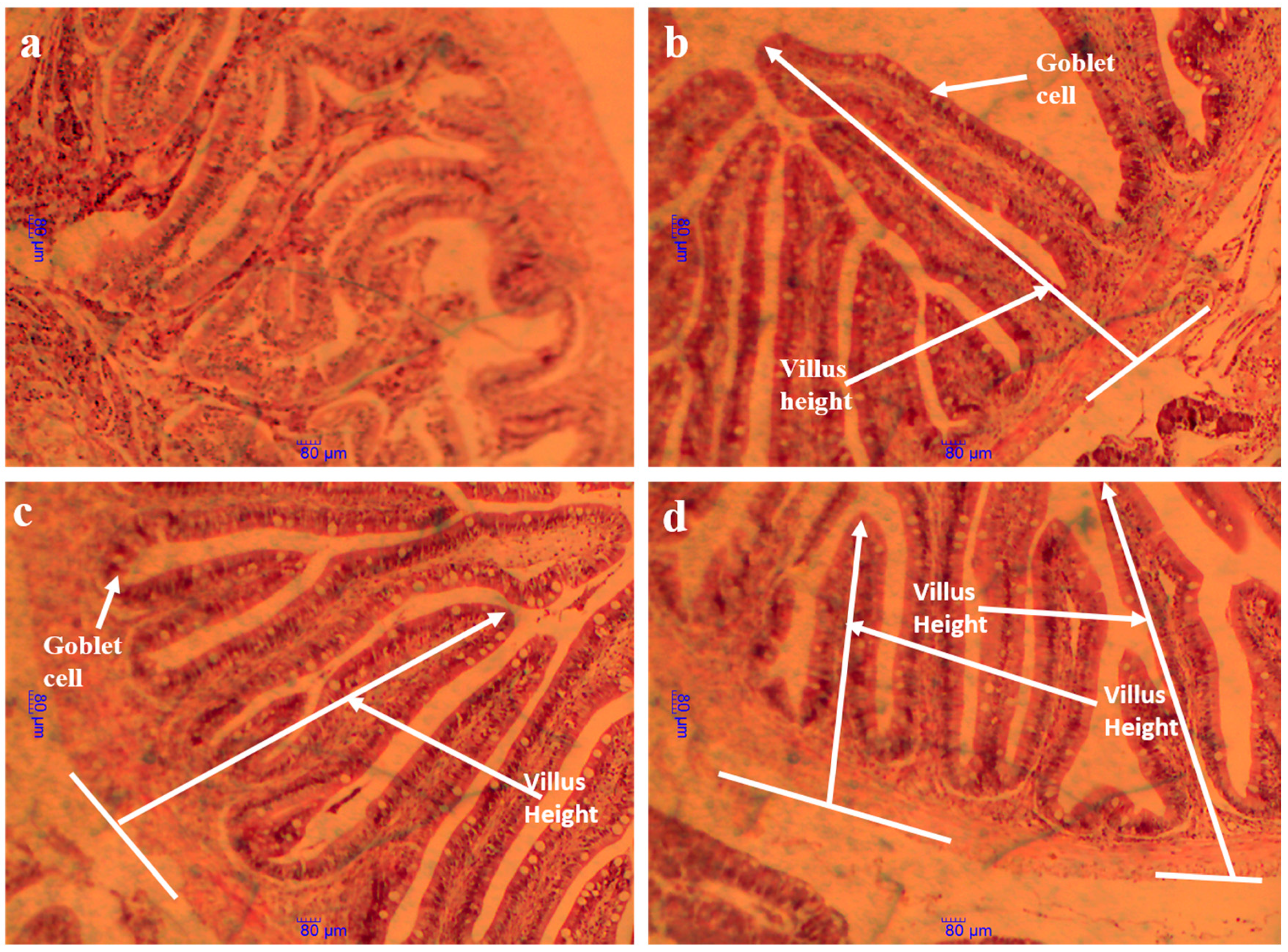 Animals 15 00810 g004