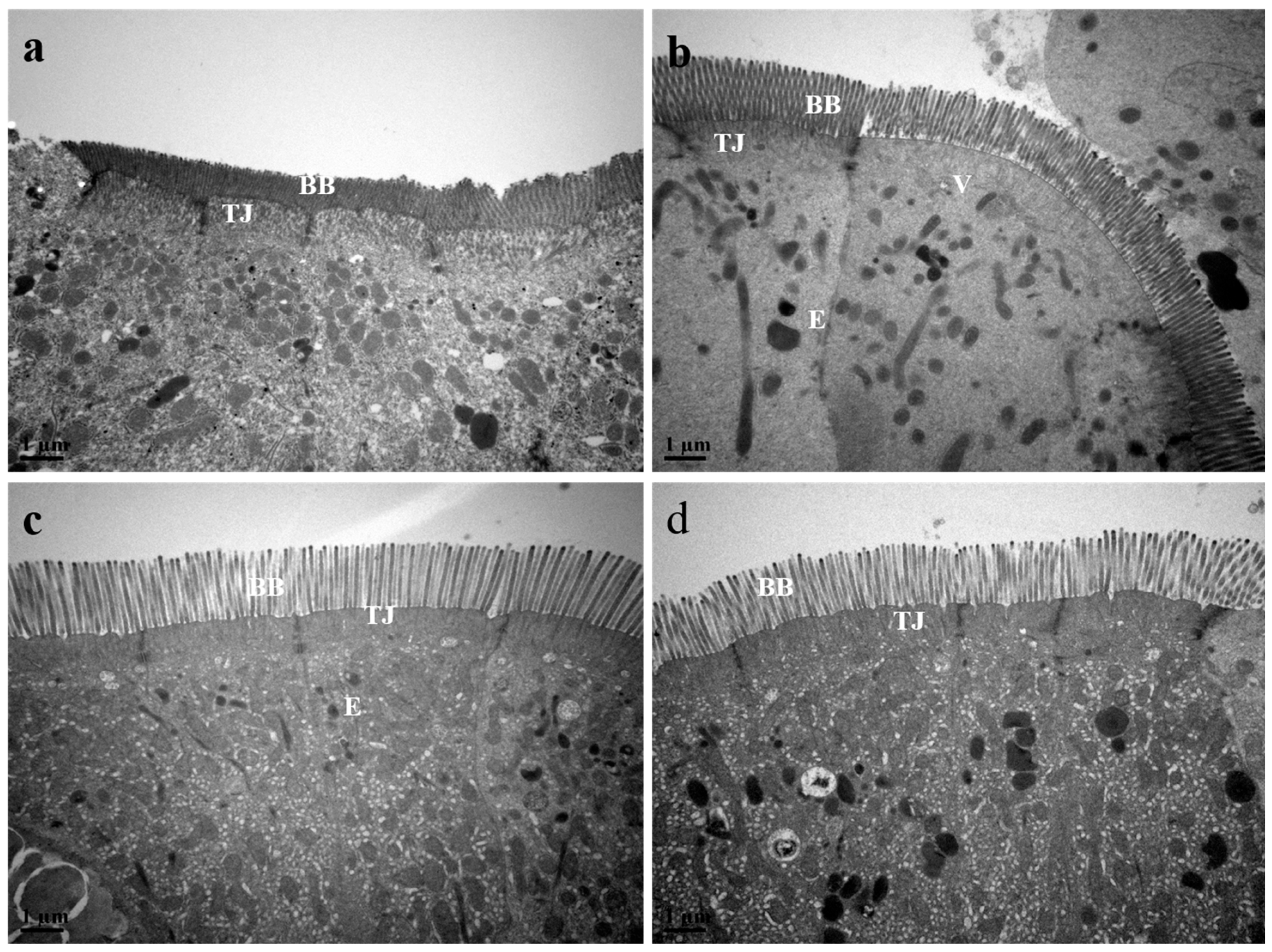 Animals 15 00810 g007