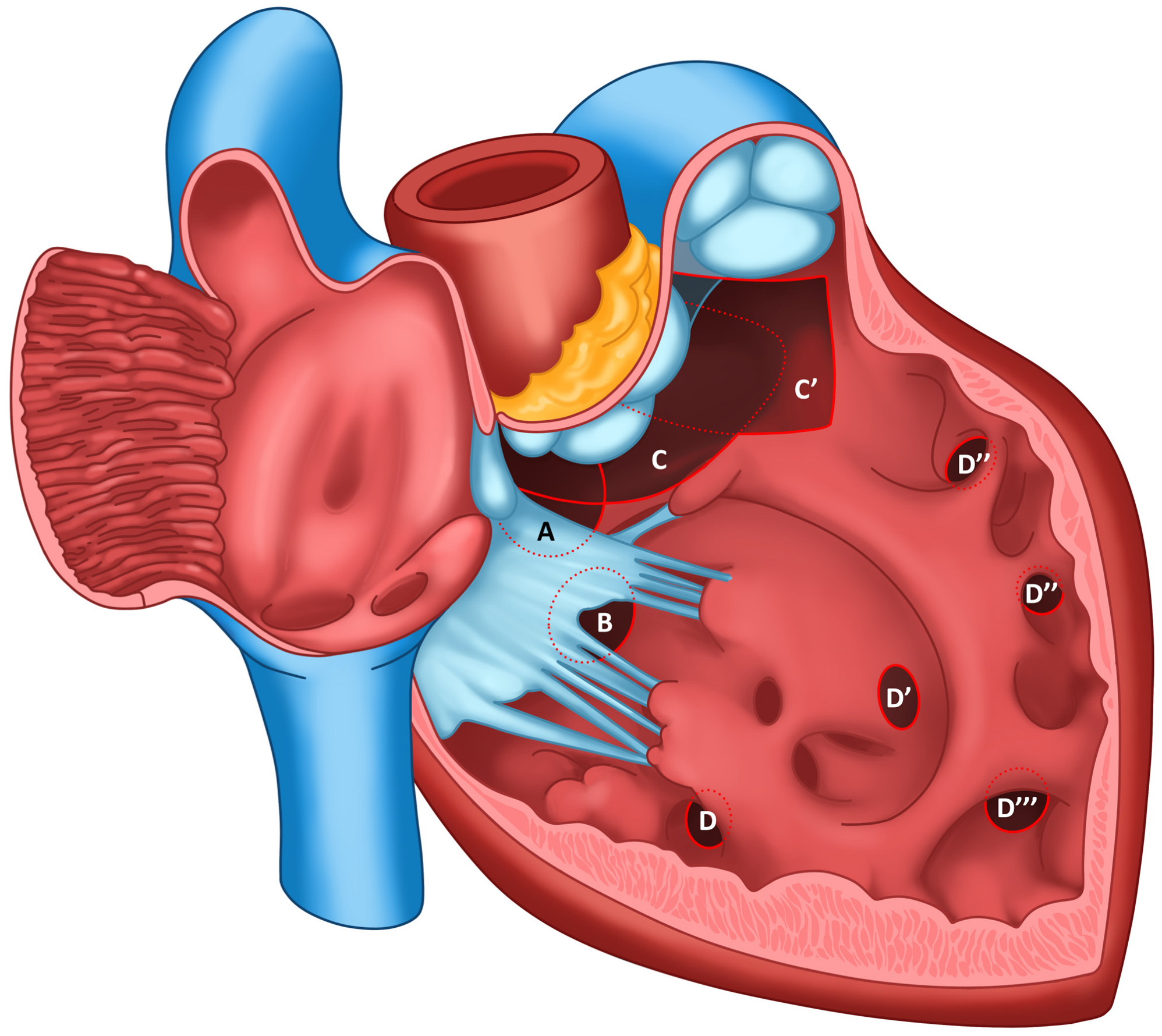 Animals 15 00850 g003