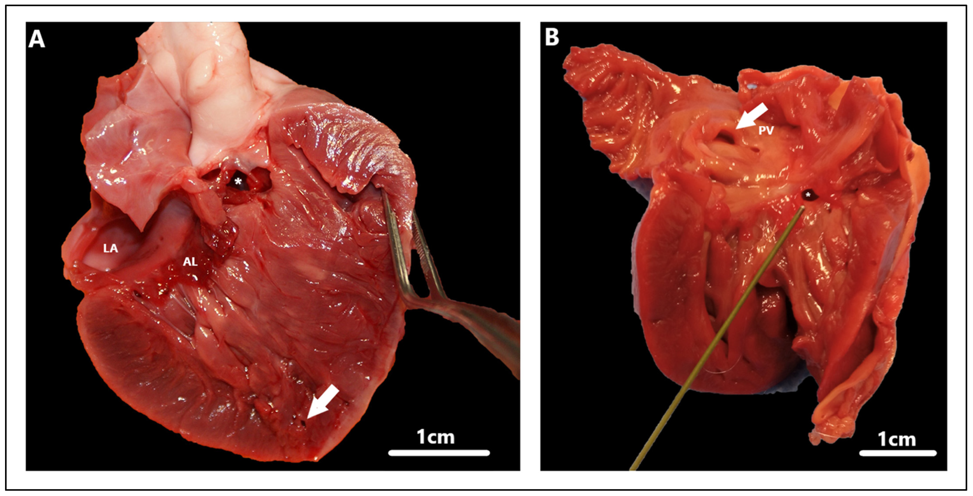 Animals 15 00850 g008